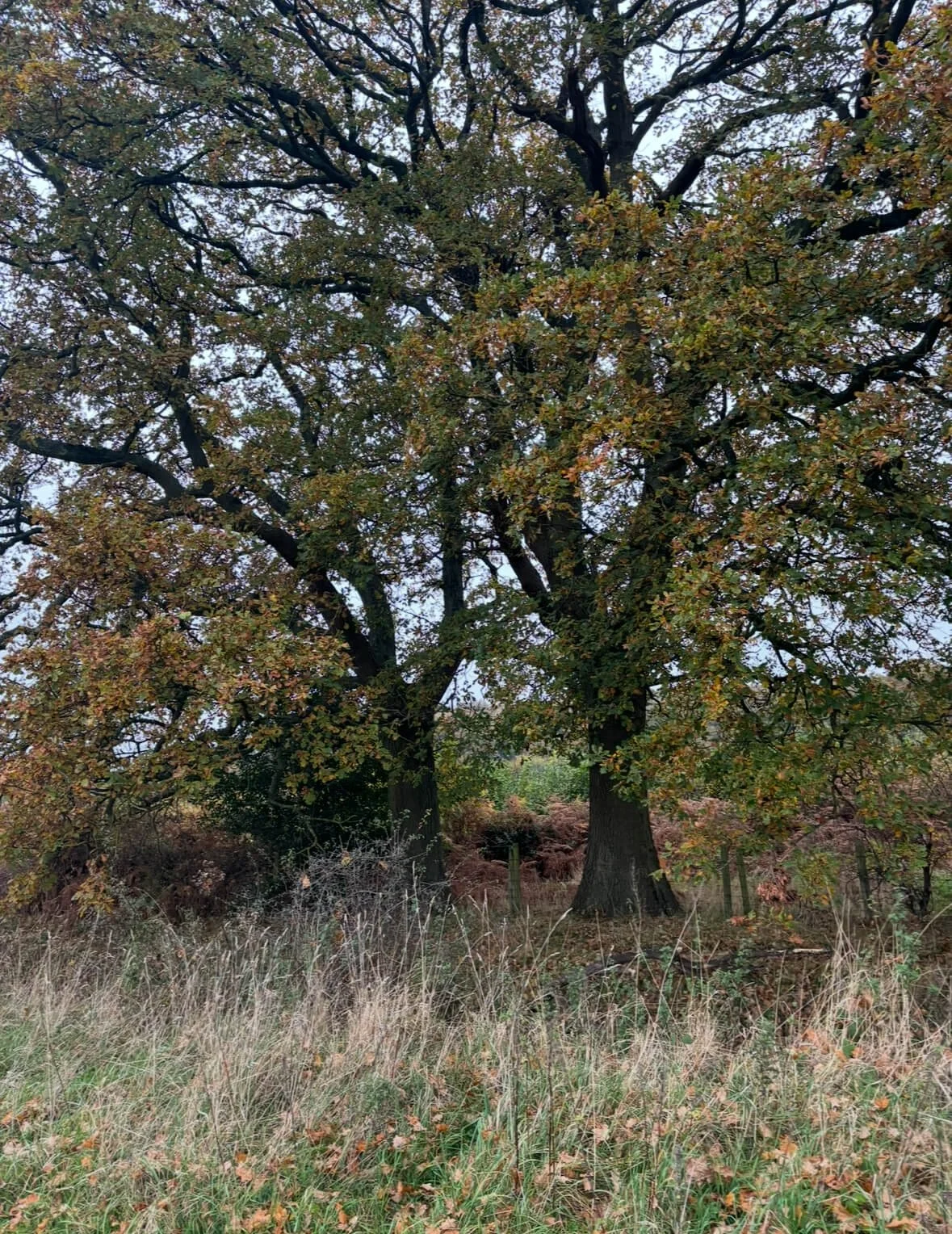 Embracing Autumn