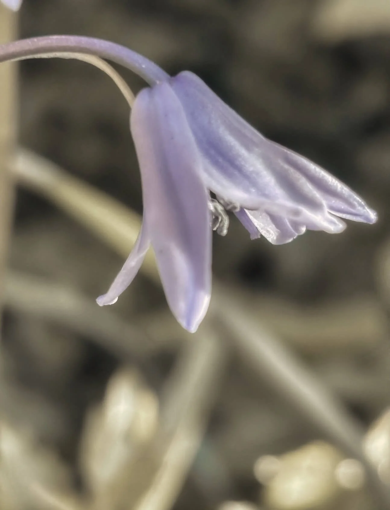Bluebell Woods: Where the Light Learns to Soften