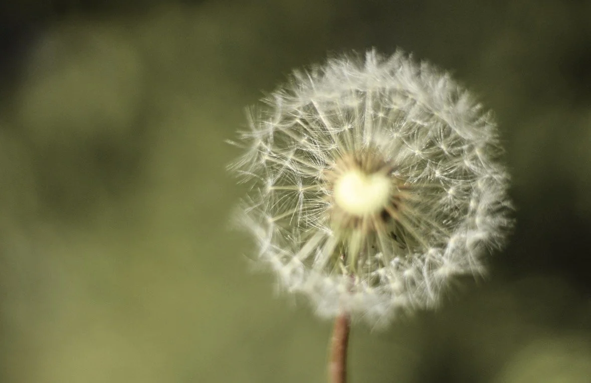 Held Between Hours: Dandelion, Light and the Quiet Turning
