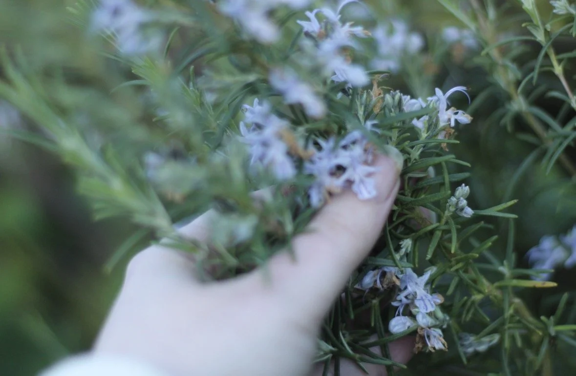 What the Plant Gives and What We Receive