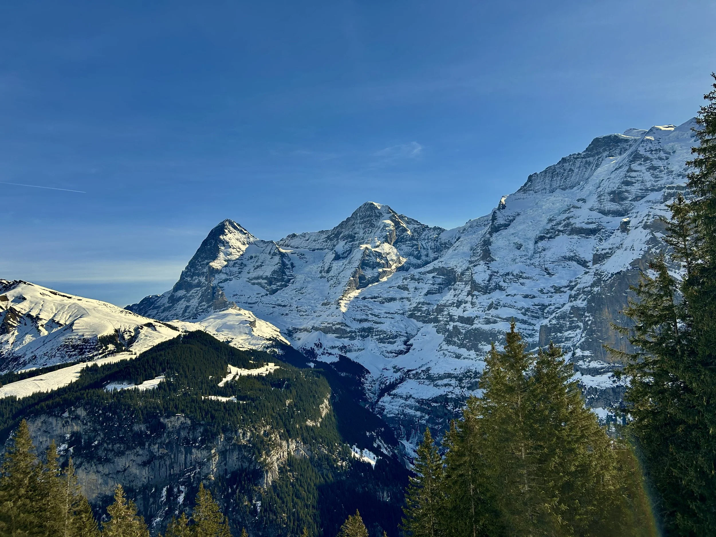 Snow-covered mountain peaks under a clear blue sky with some pine trees in foreground.