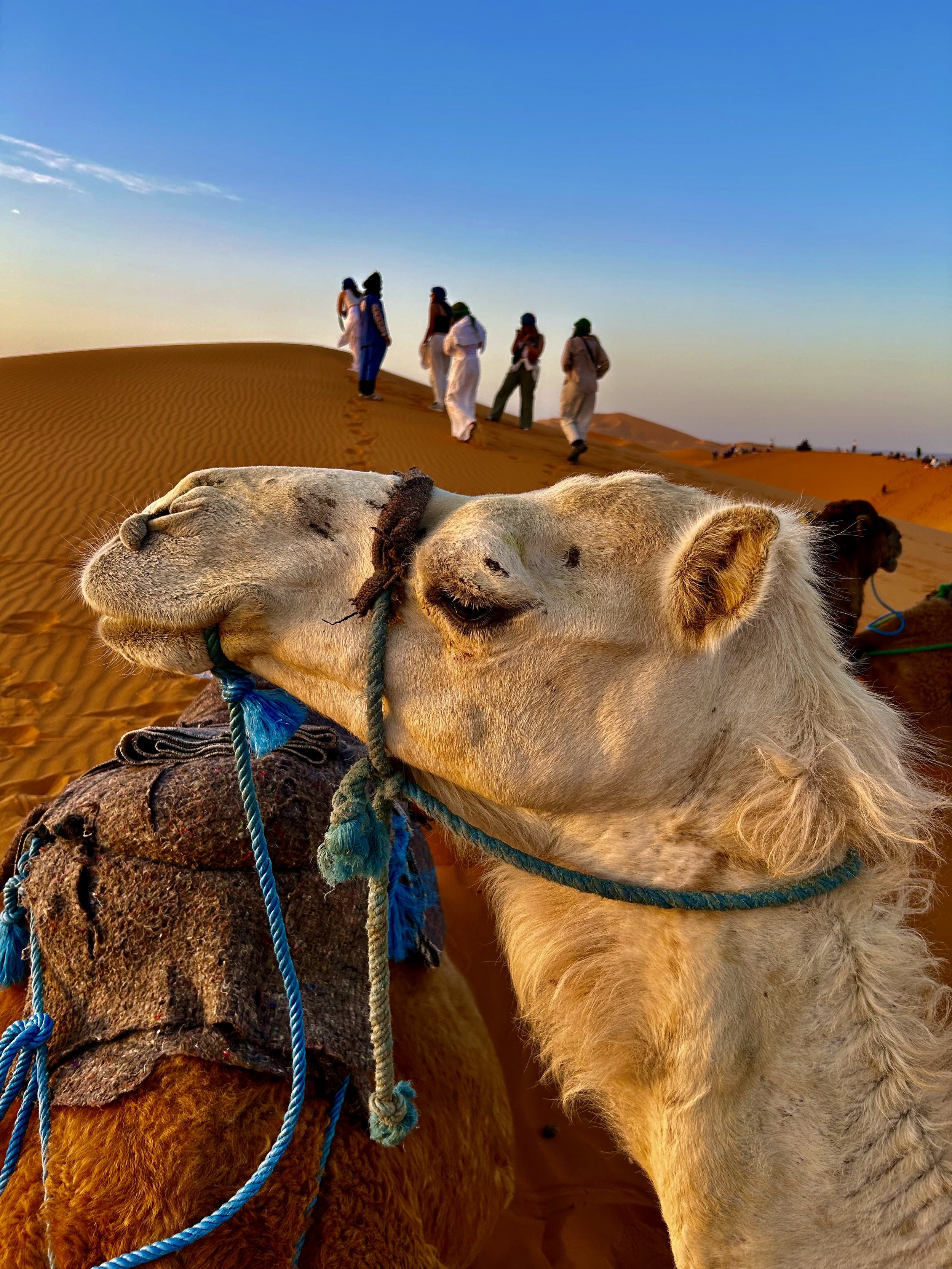 Close-up of a camel's face with white fur and a leather collar, sand dunes in the background, and a group of people walking on the dunes under a clear blue sky.