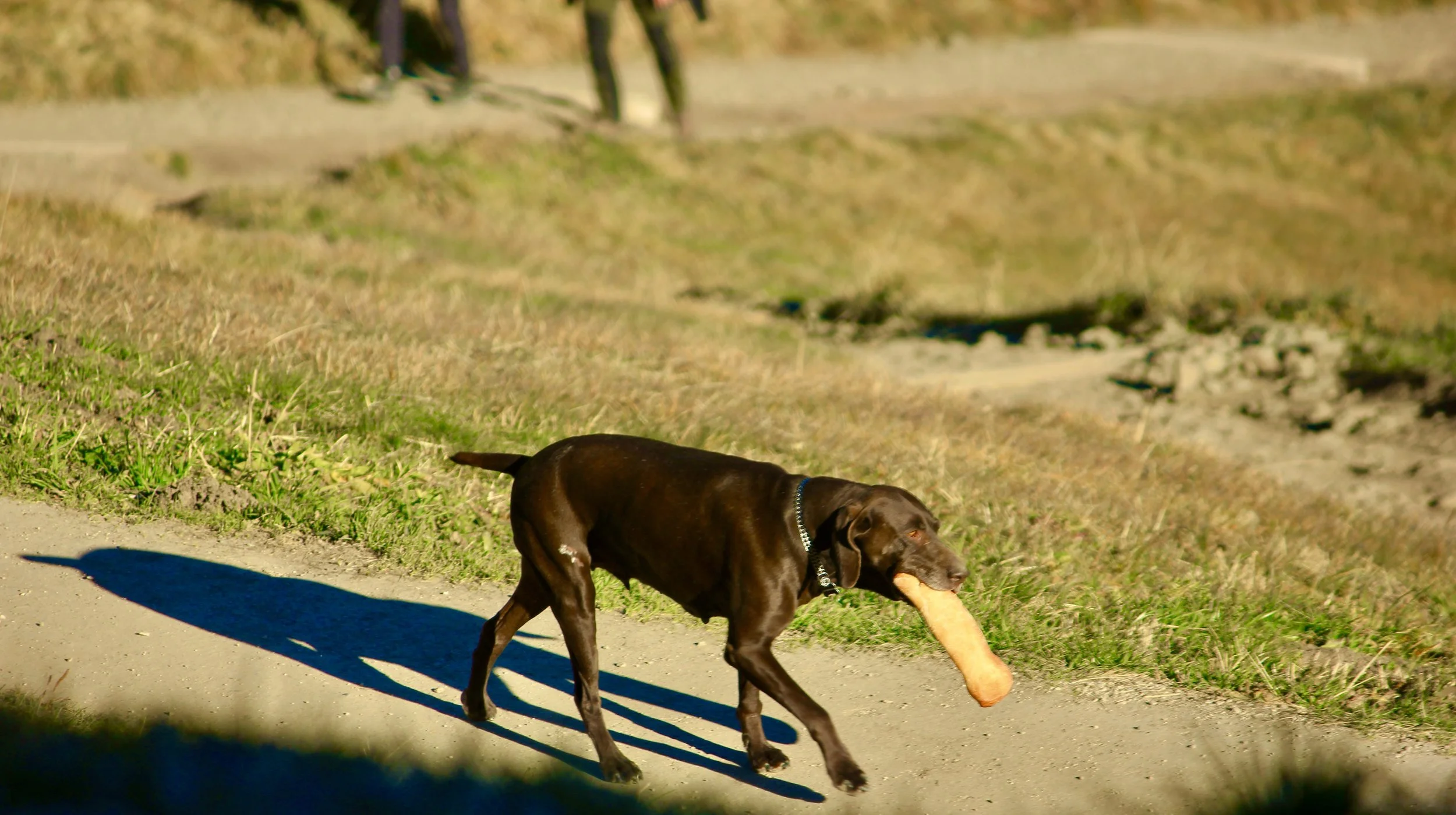 A brown dog with a stick in its mouth walking on a sidewalk with grass and dirt alongside, with a blurred background of trees and a person in the distance.