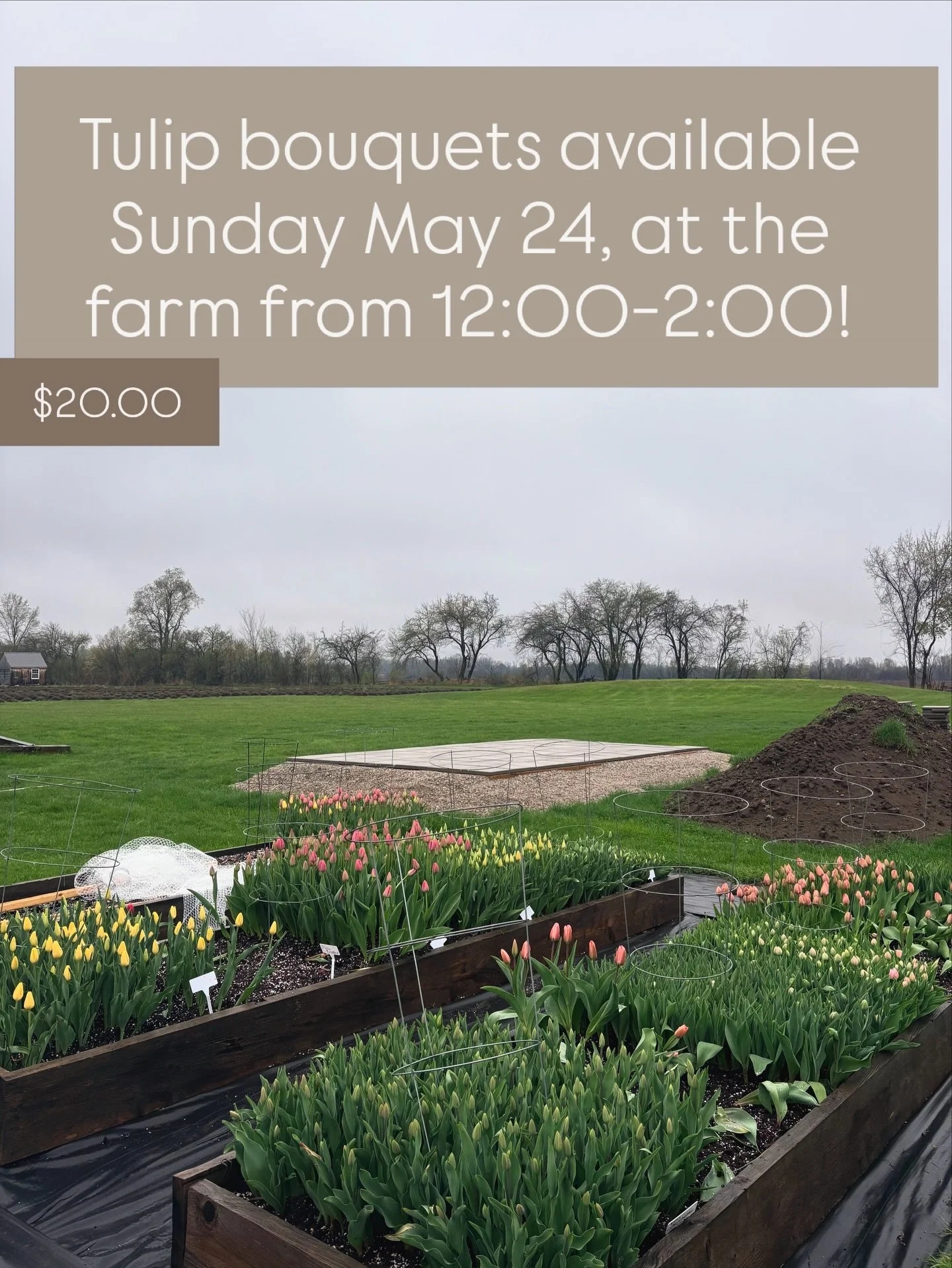 Come get some tulips!