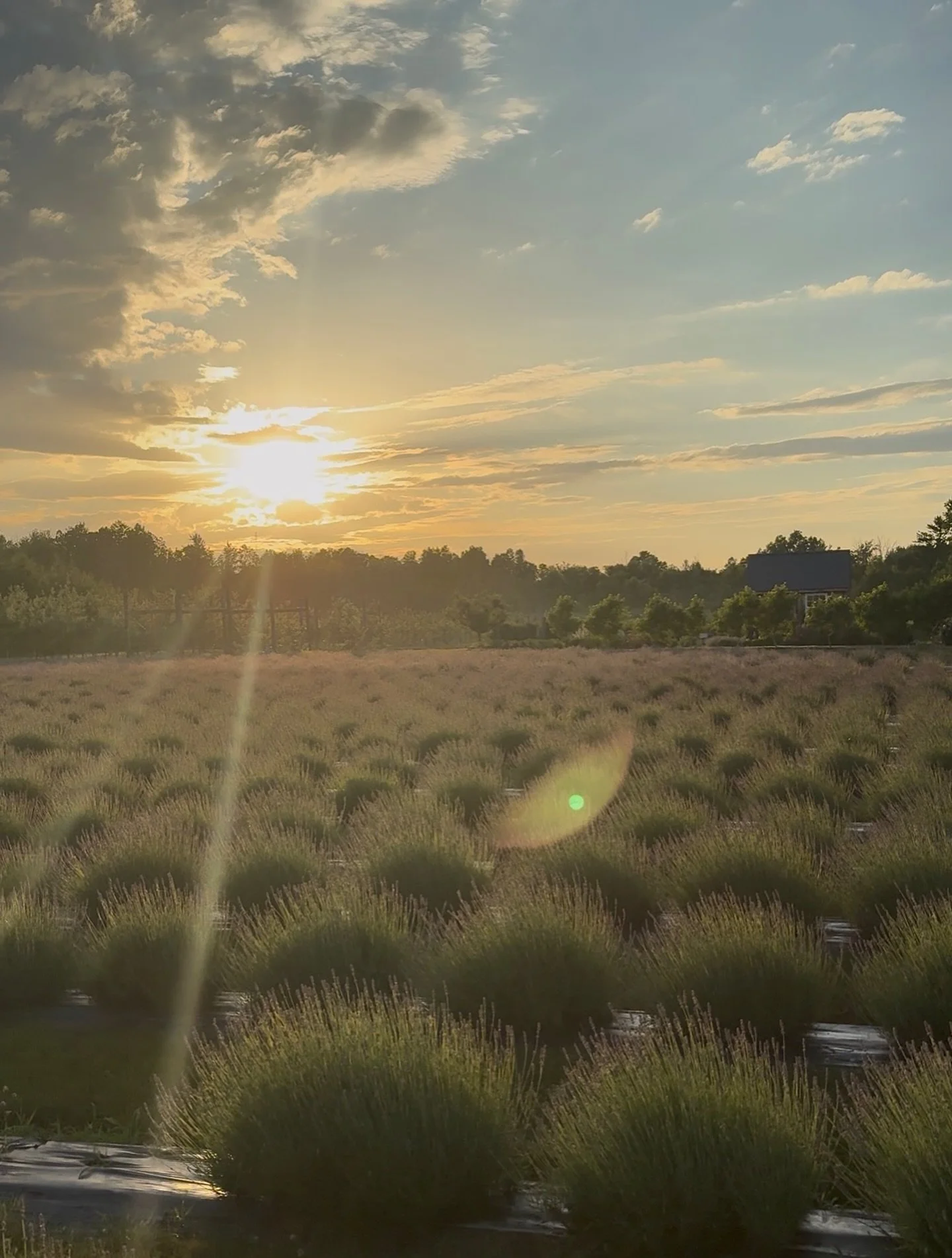 Book your lavender day tickets before it sells out! July 11 and 12! Go online to book on our website🤍