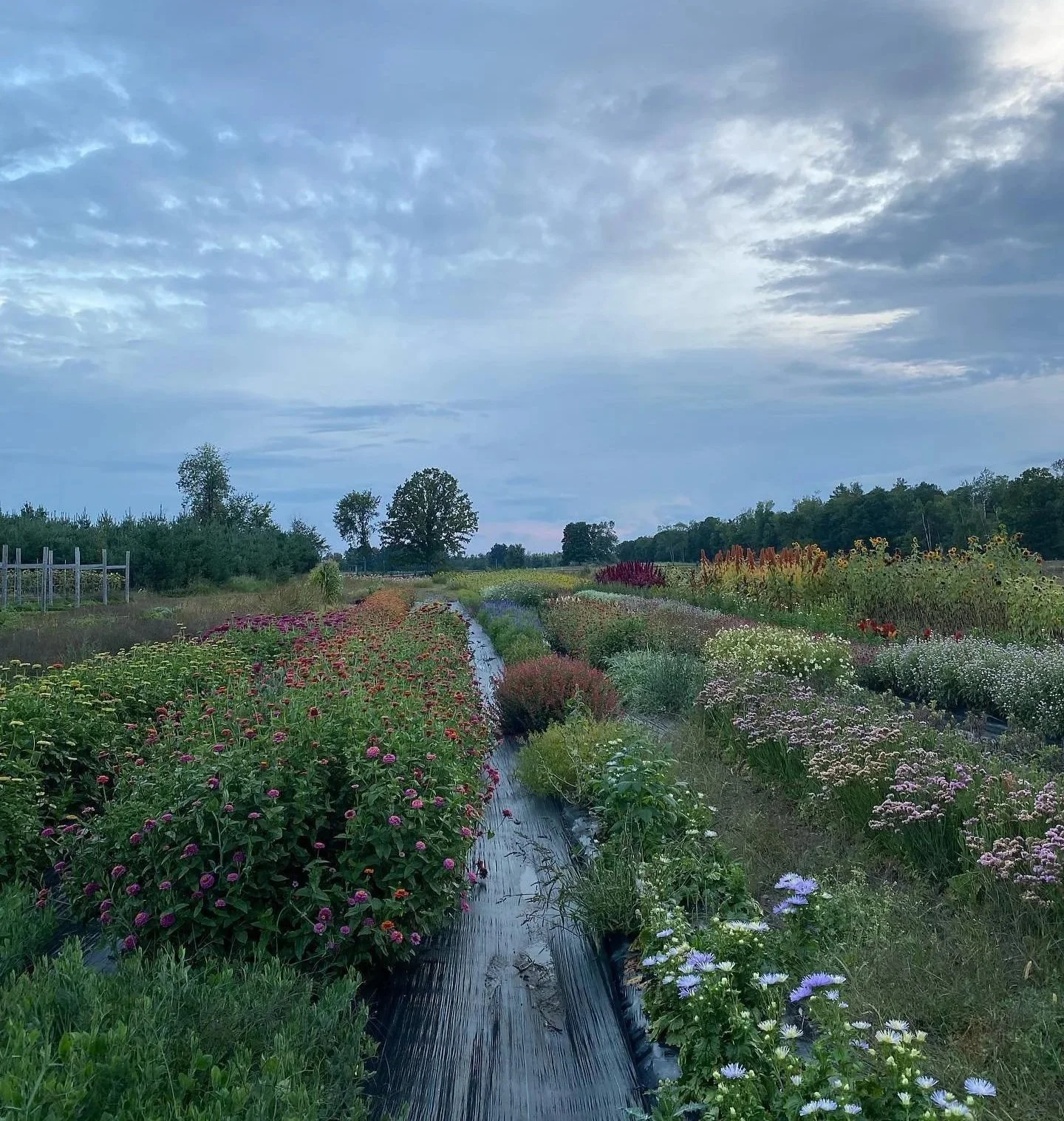 A colorful flower farm with rows of various blooming flowers on either side of a narrow, black, plastic-covered irrigation ditch, under a sky with scattered clouds.