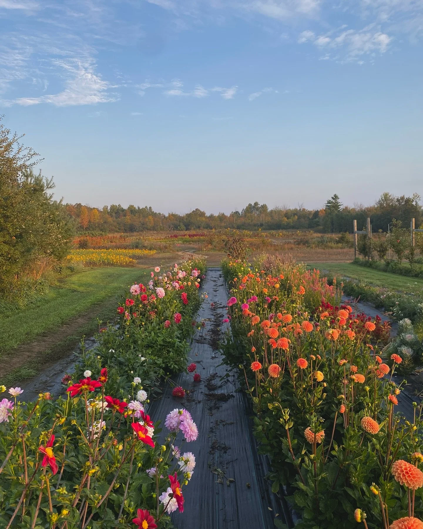 A vast flower farm with colorful flowers in bloom, organized in rows, under a clear blue sky with scattered clouds, surrounded by trees.