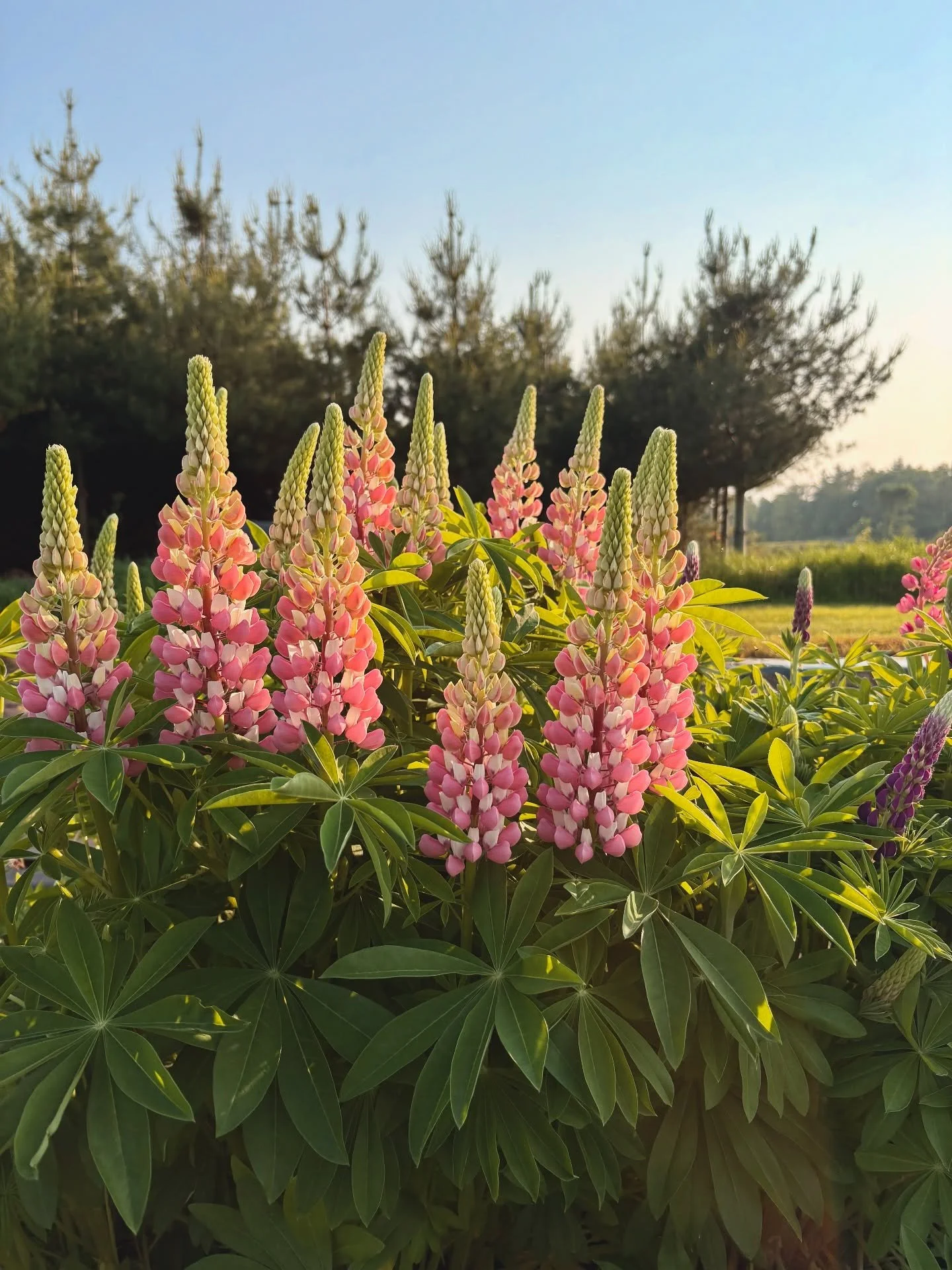 Pink and white lupine flowers growing in a garden with green leaves, trees in the background, and clear blue sky.