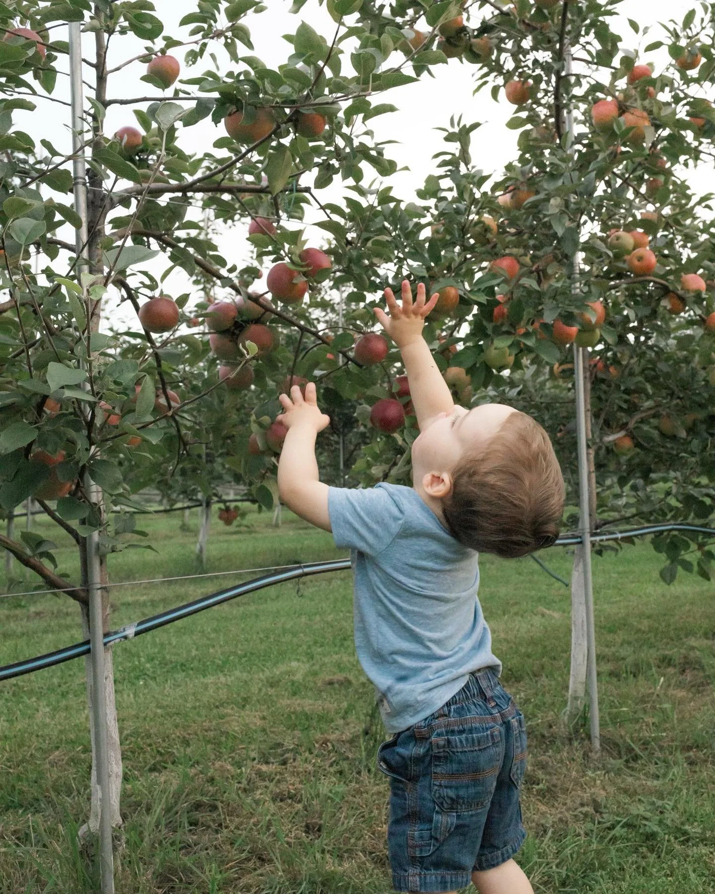 A young child reaching for ripe apples on an apple tree in an orchard.