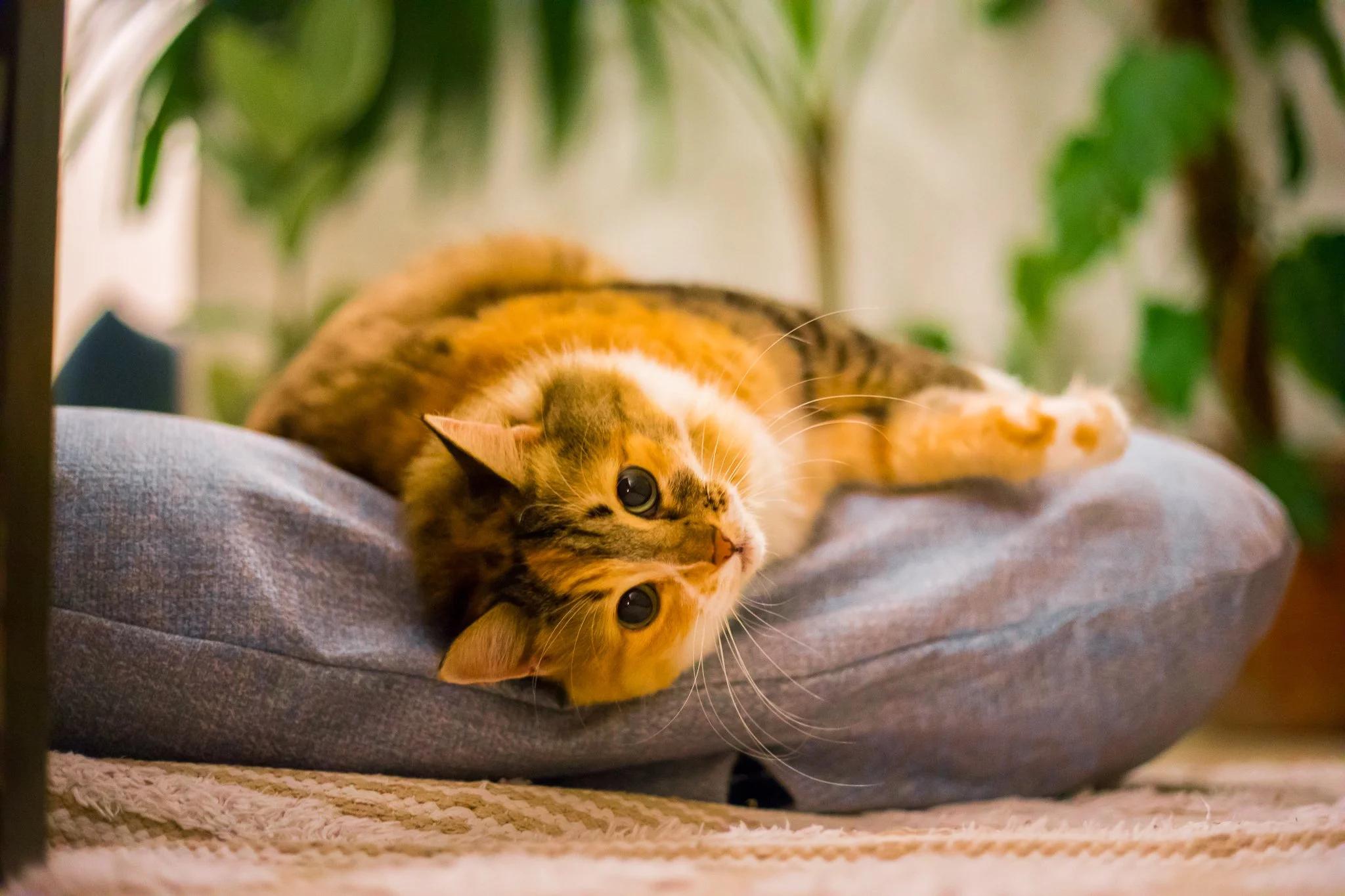 Pet-beds