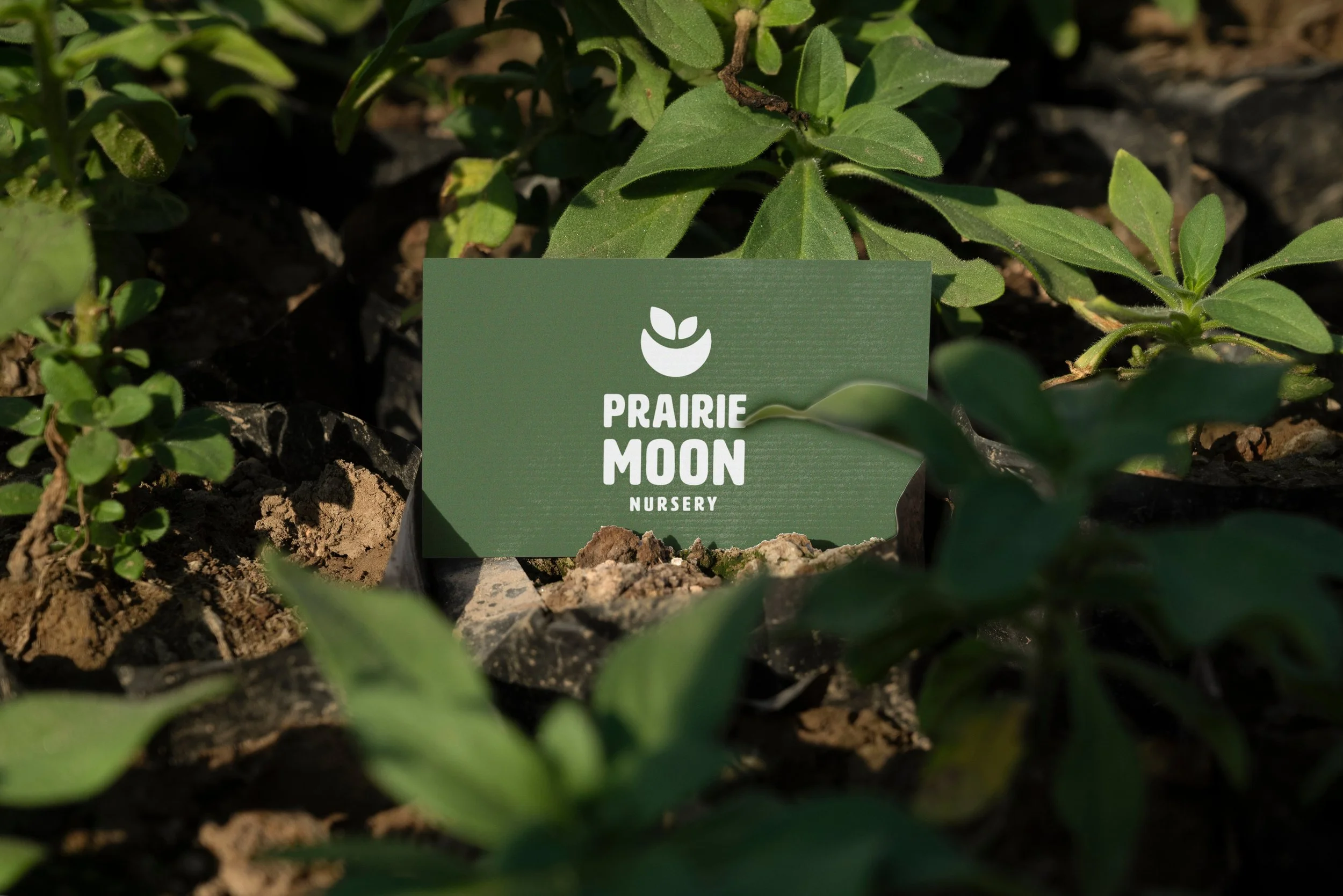 HaroldGrace_PrairieMoonNursery_2.jpg