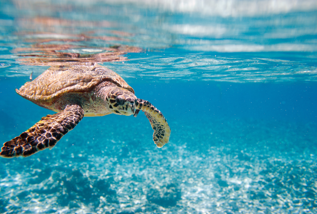 A sea turtle swimming underwater in the ocean.