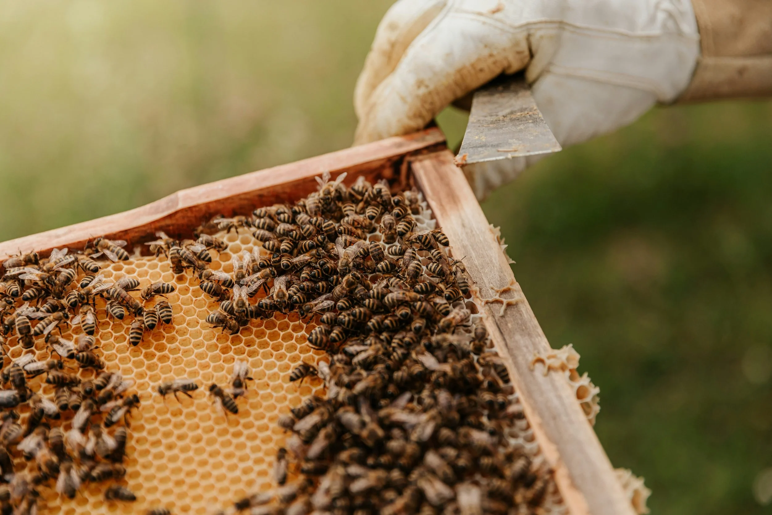 Coastal Georgia Beekeeping Course at the Coastal Georgia Botanical Gardens