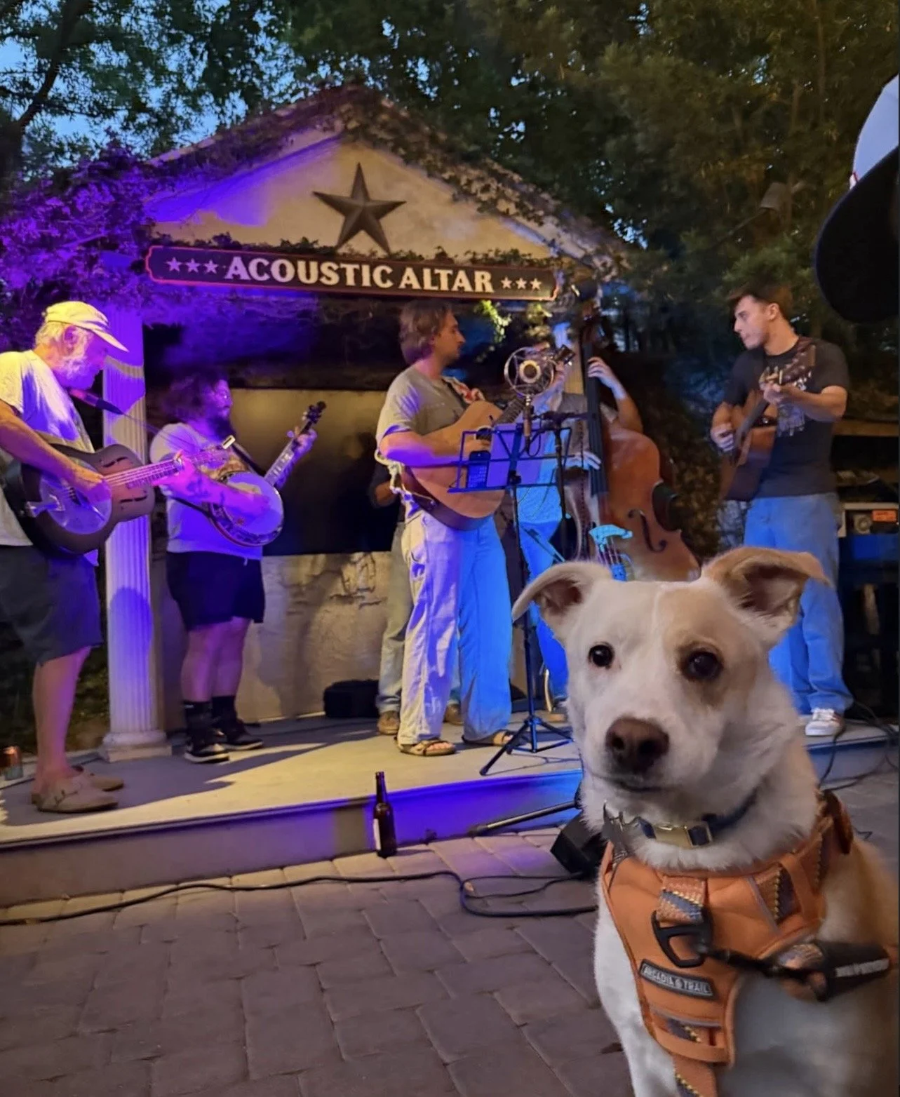 Pet-Friendly Places to Explore in Savannah