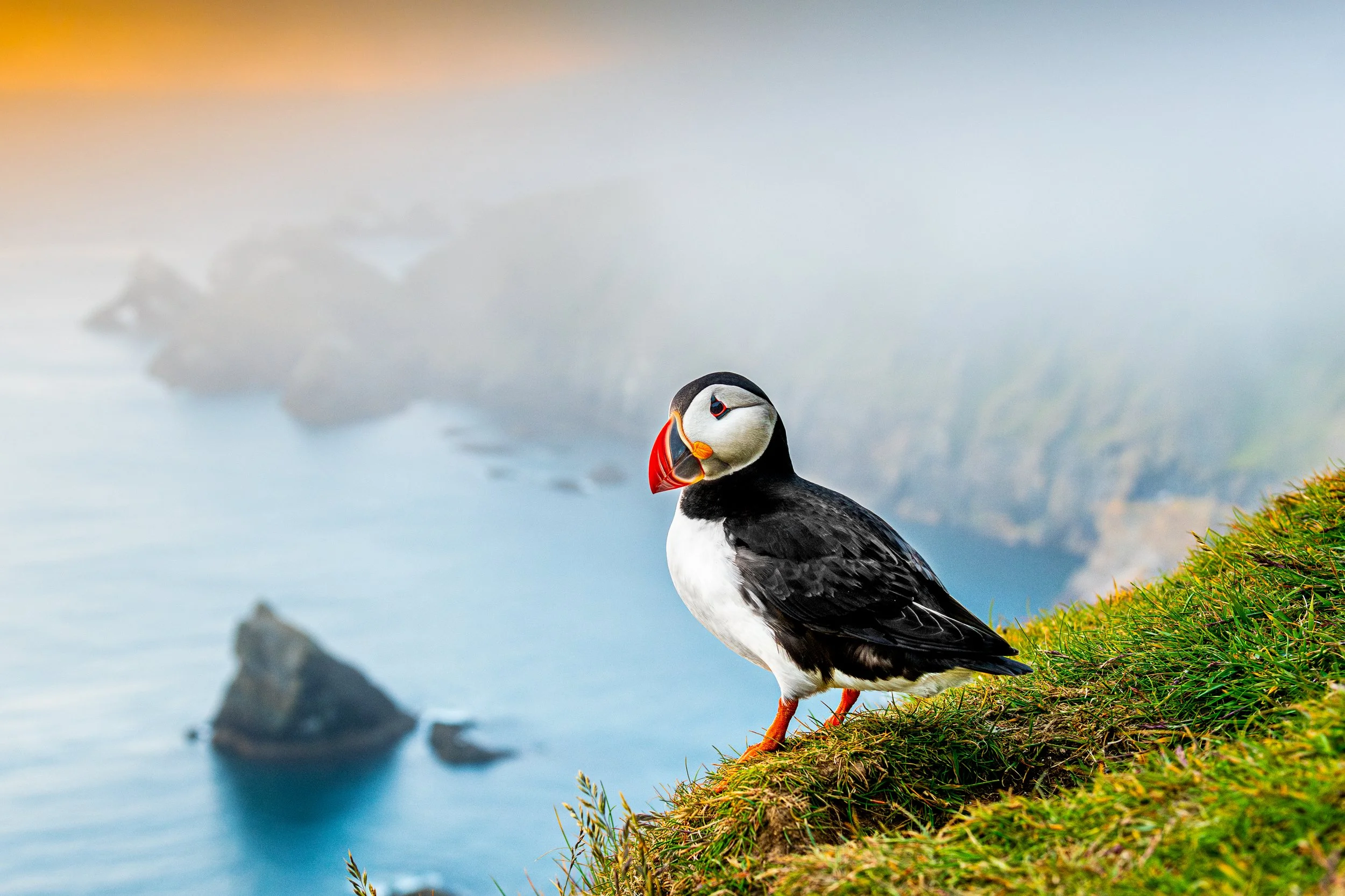 A puffin standing on a grassy cliff overlooking the ocean, with rocks in the water and a cloudy sky in the background.