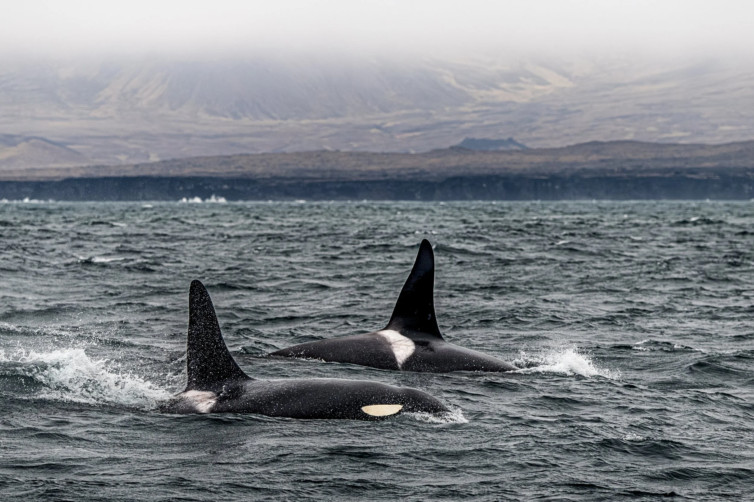 Orcas swimming in the ocean with a mountainous landscape in the background.
