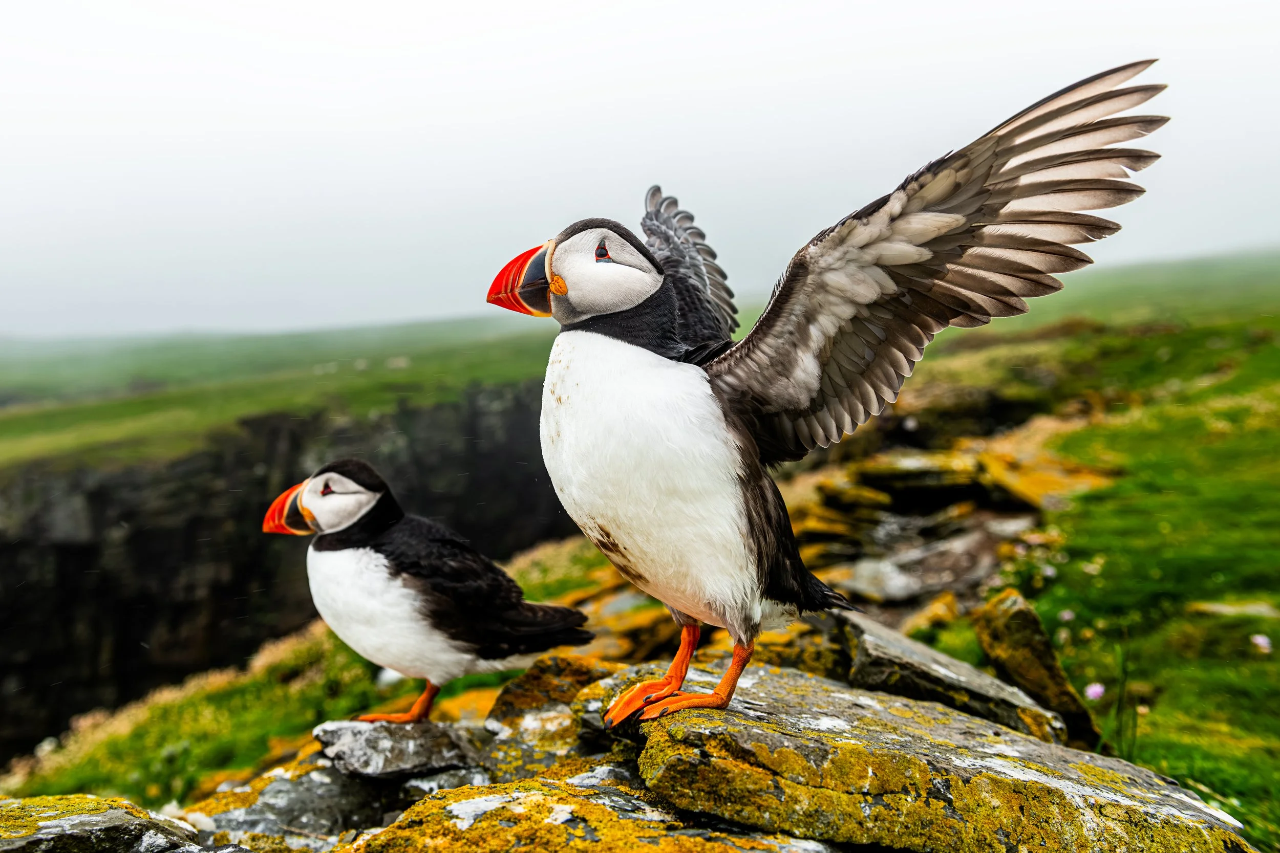 2026-Atlantic-Puffin-27.jpg