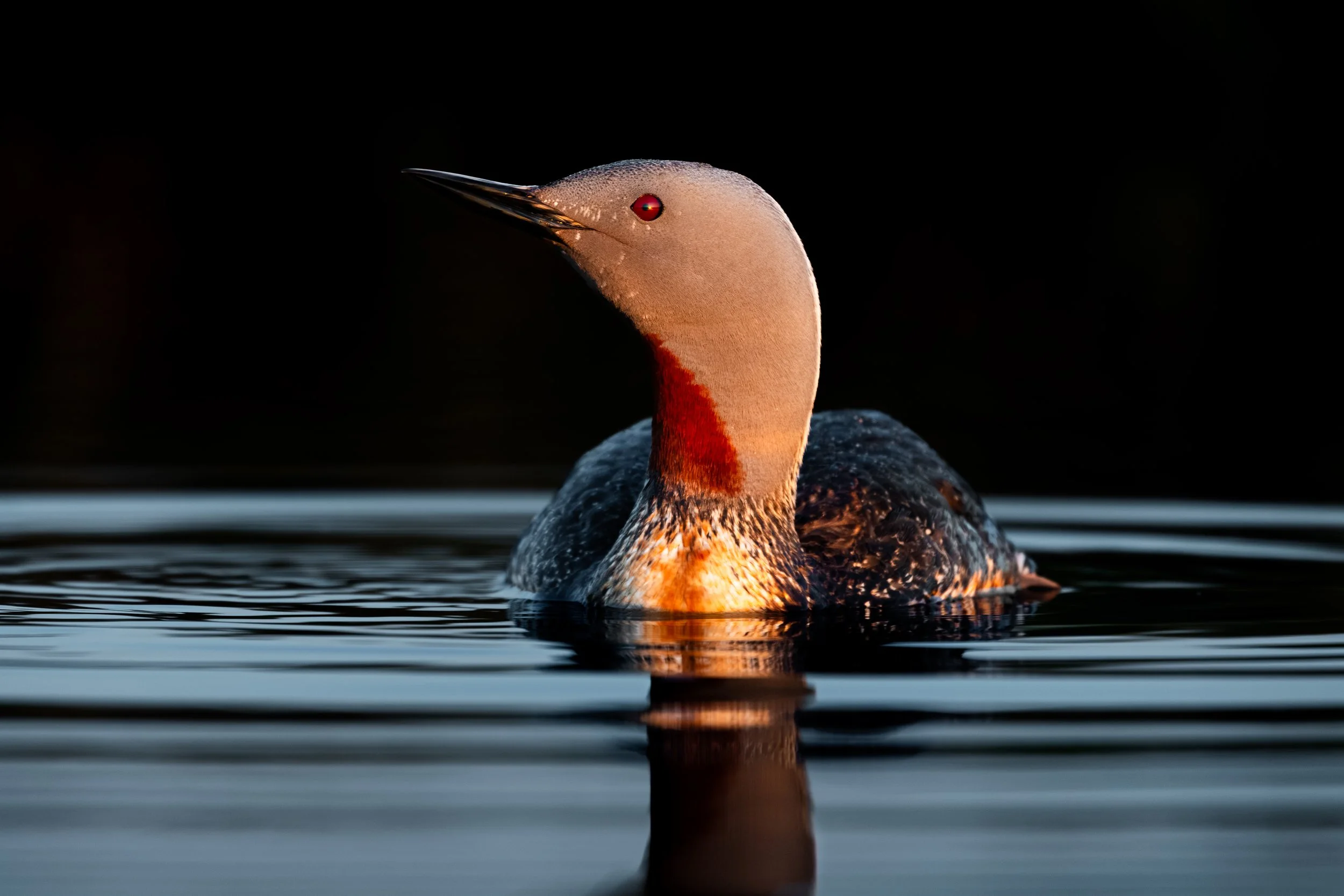2025-Red-throated-Diver-10.jpg
