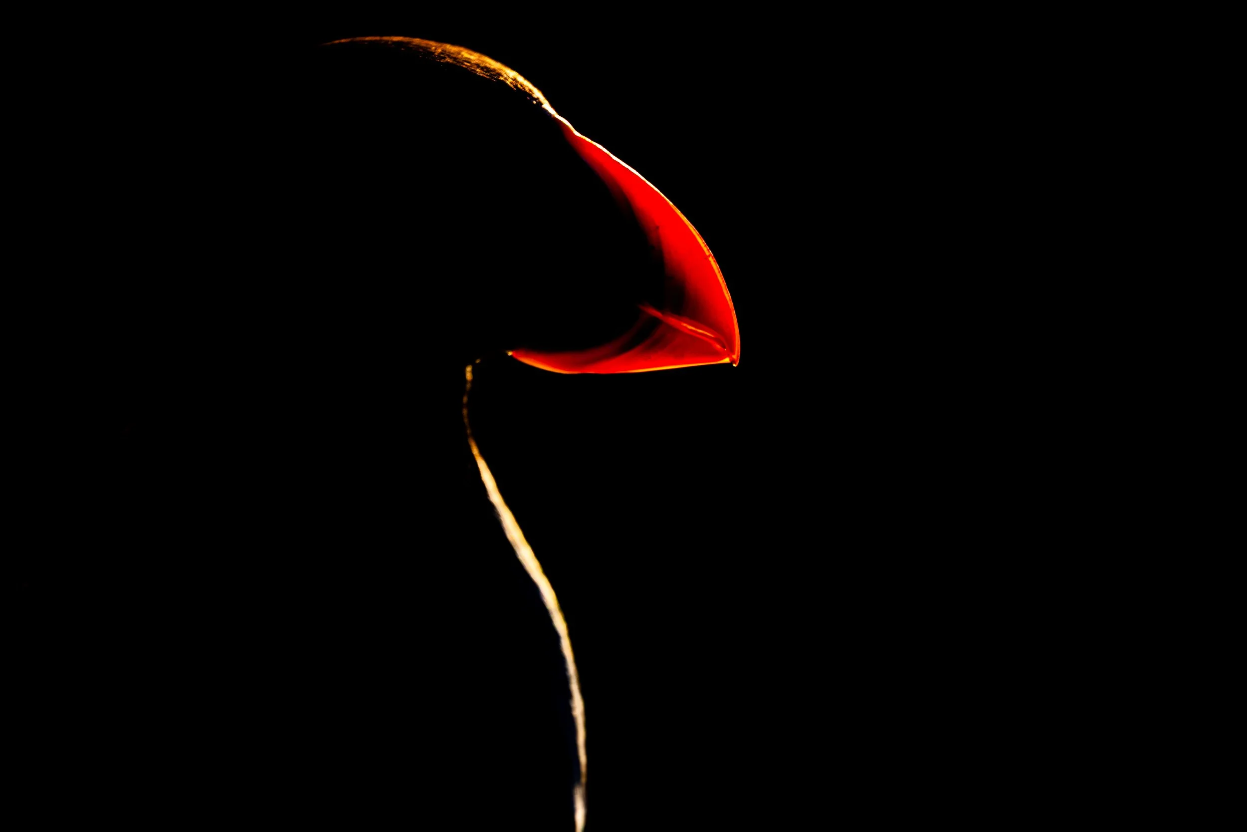 Close-up of a matchstick igniting, with a bright red and orange flame against a black background.