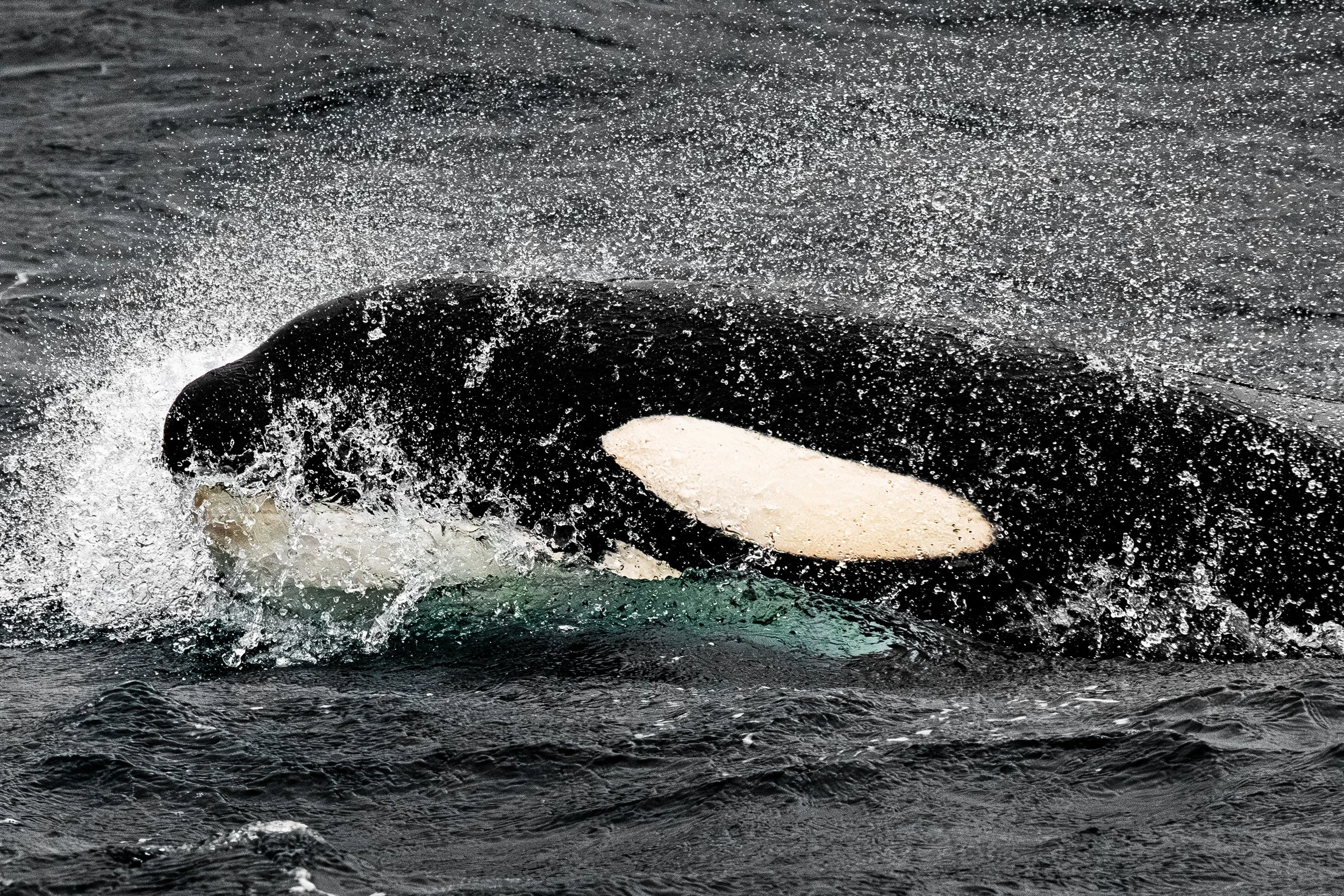 2022-Orca-6.jpg