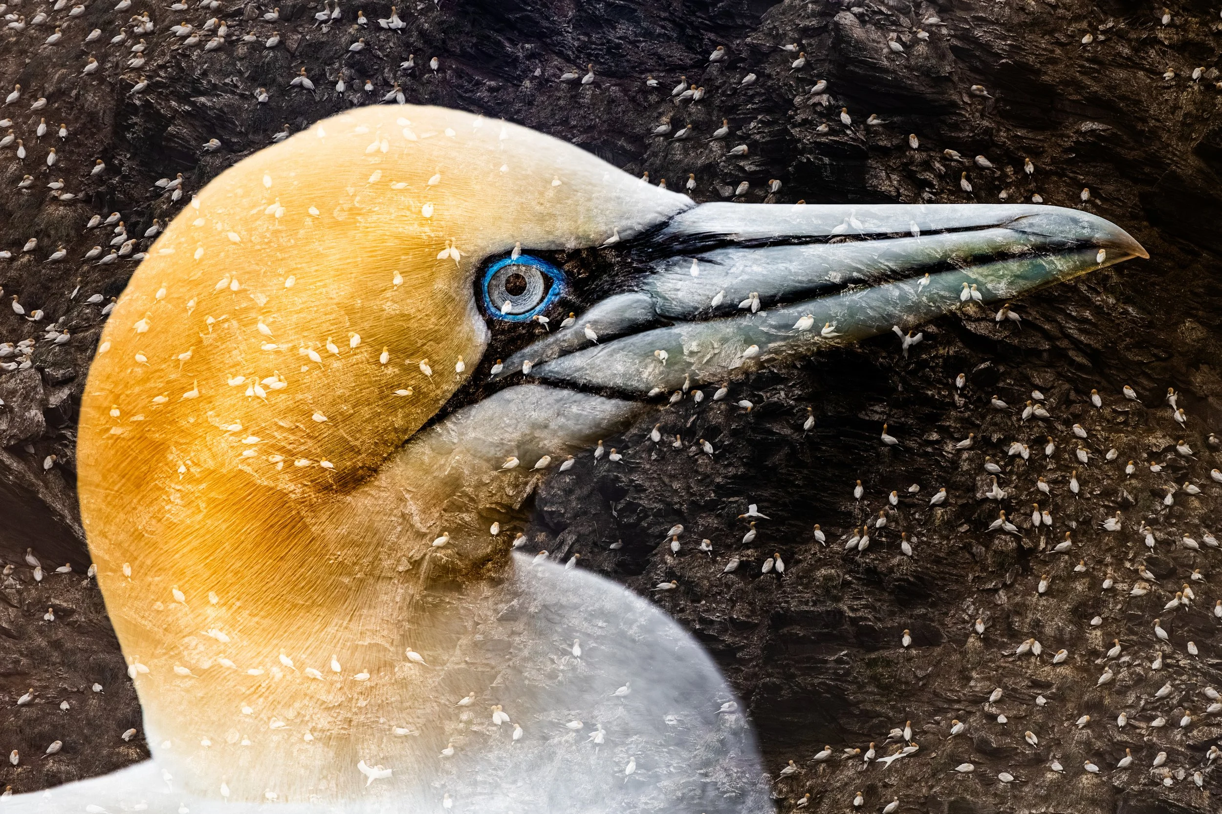 Close-up of a painted seabird's head, featuring a yellow crest, a blue ring around the eye, and a pointed beak, with tiny white birds perched on the surface and a dark background.