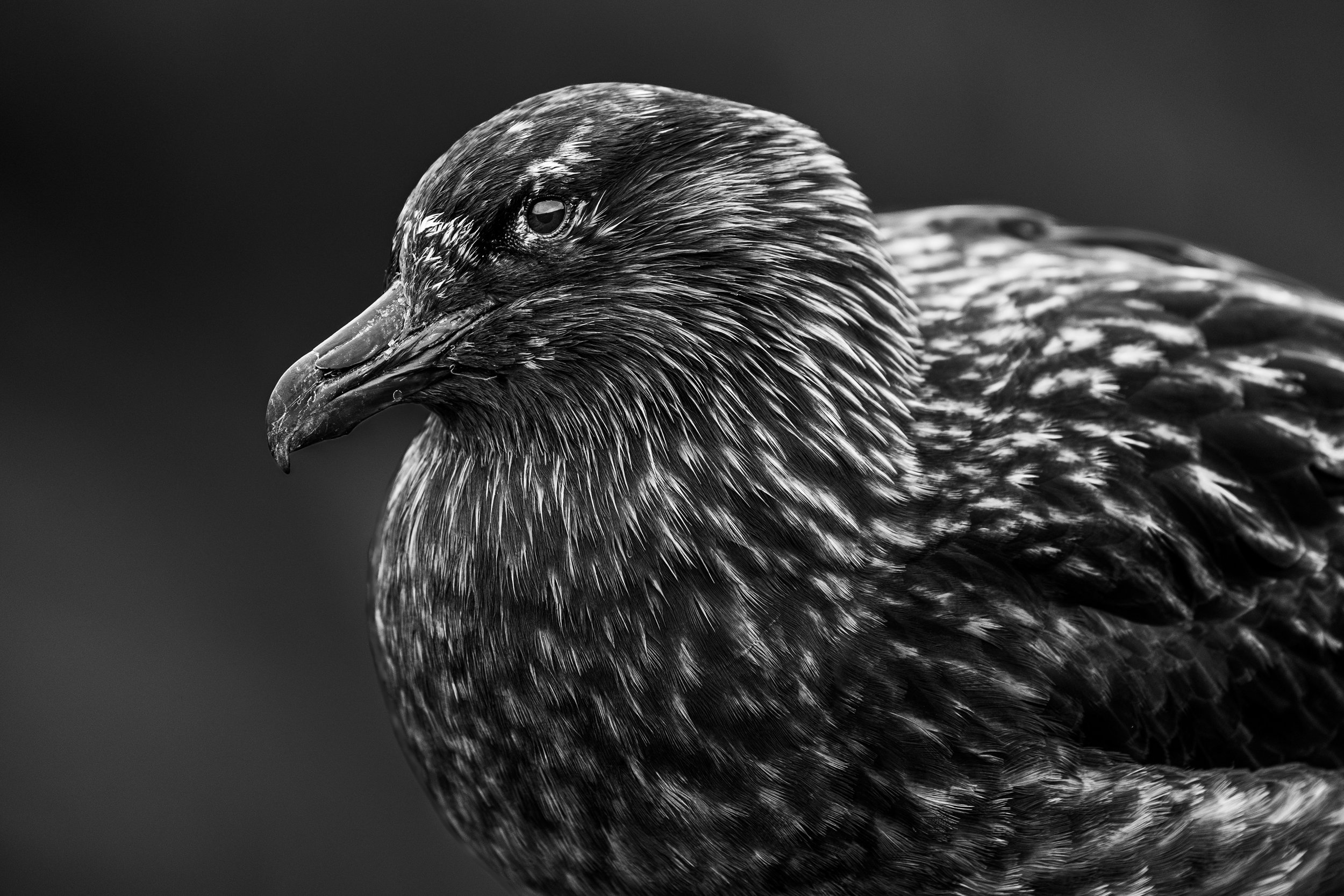 Close-up black and white photo of a bird's head, possibly a vulture or eagle, with detailed feathers and a dark background.