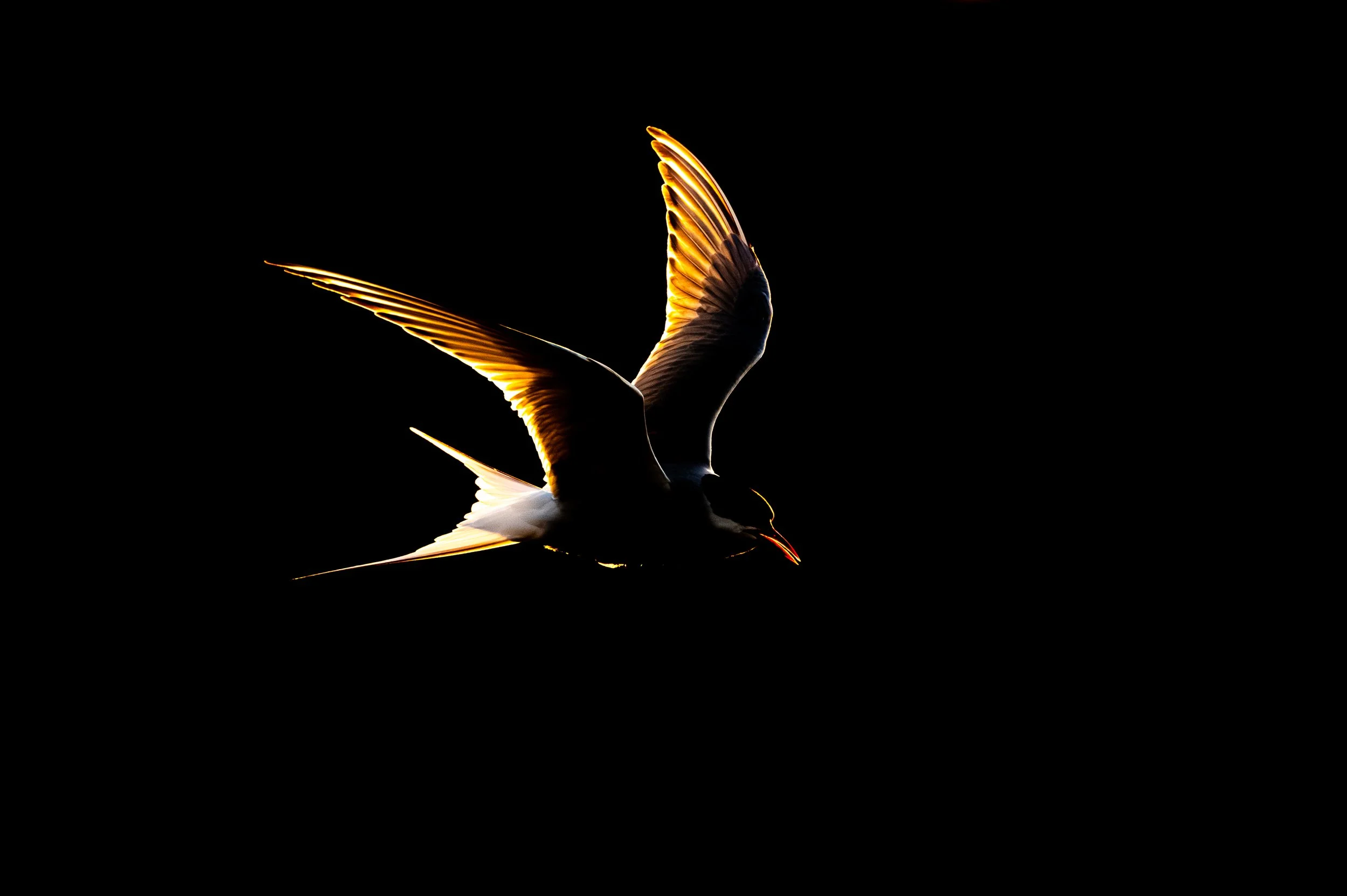 A bird in flight with illuminated wings against a dark background.