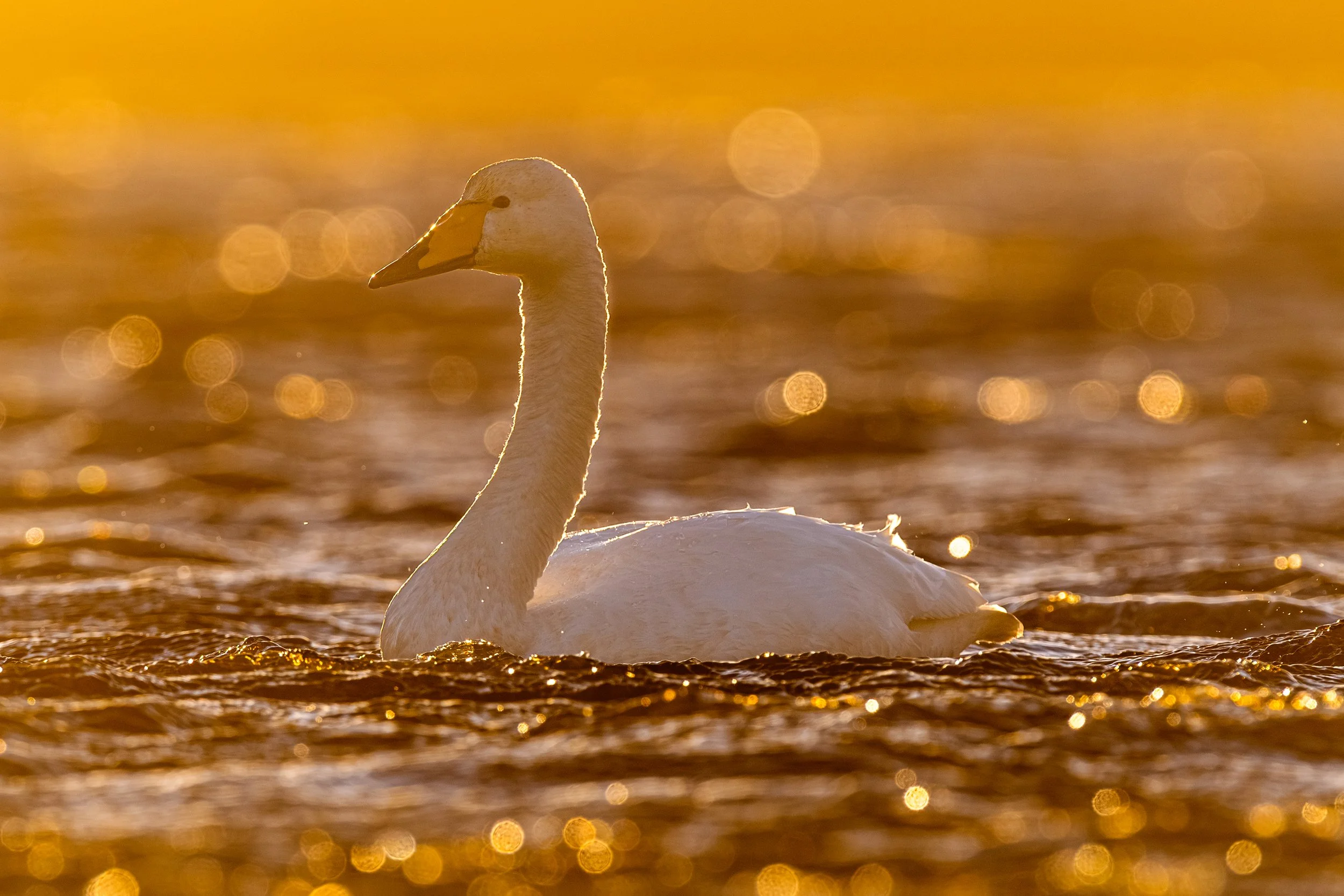 A white swan swimming in a body of water at sunset with a golden glow and bokeh light reflections.