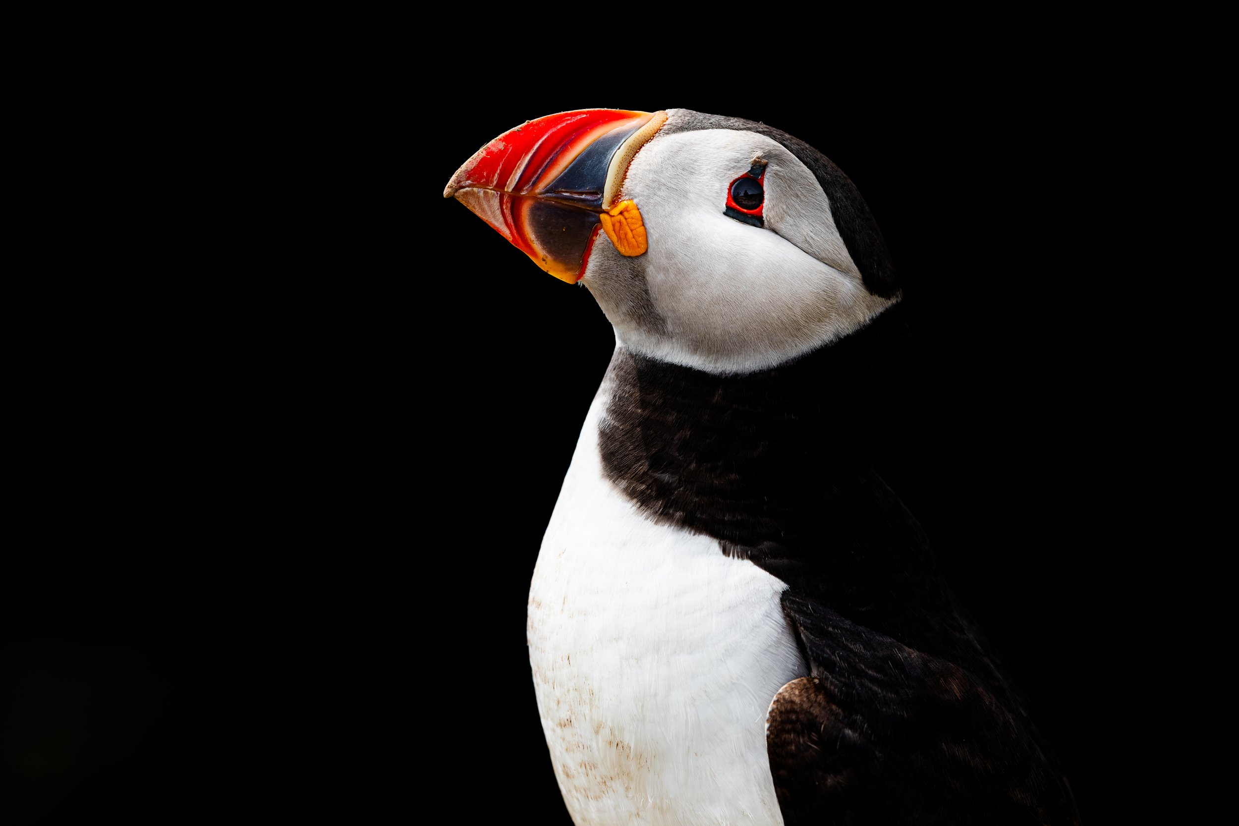 2026-Atlantic-Puffin-12.jpg
