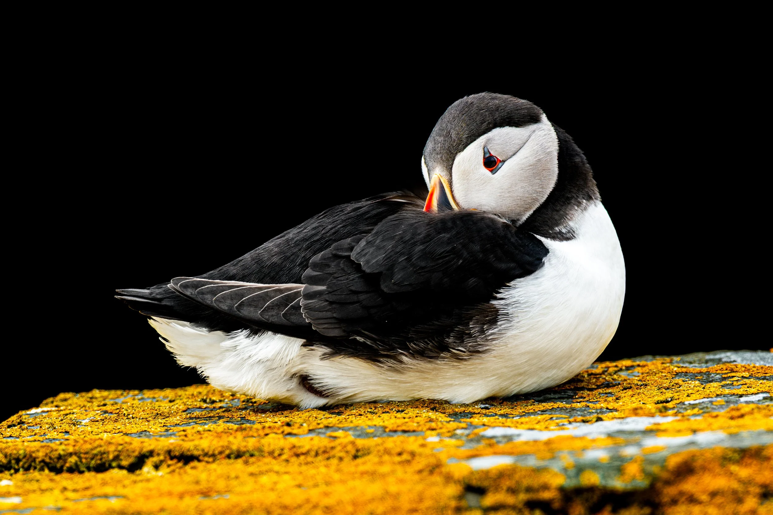2022-Atlantic-Puffin-2.jpg