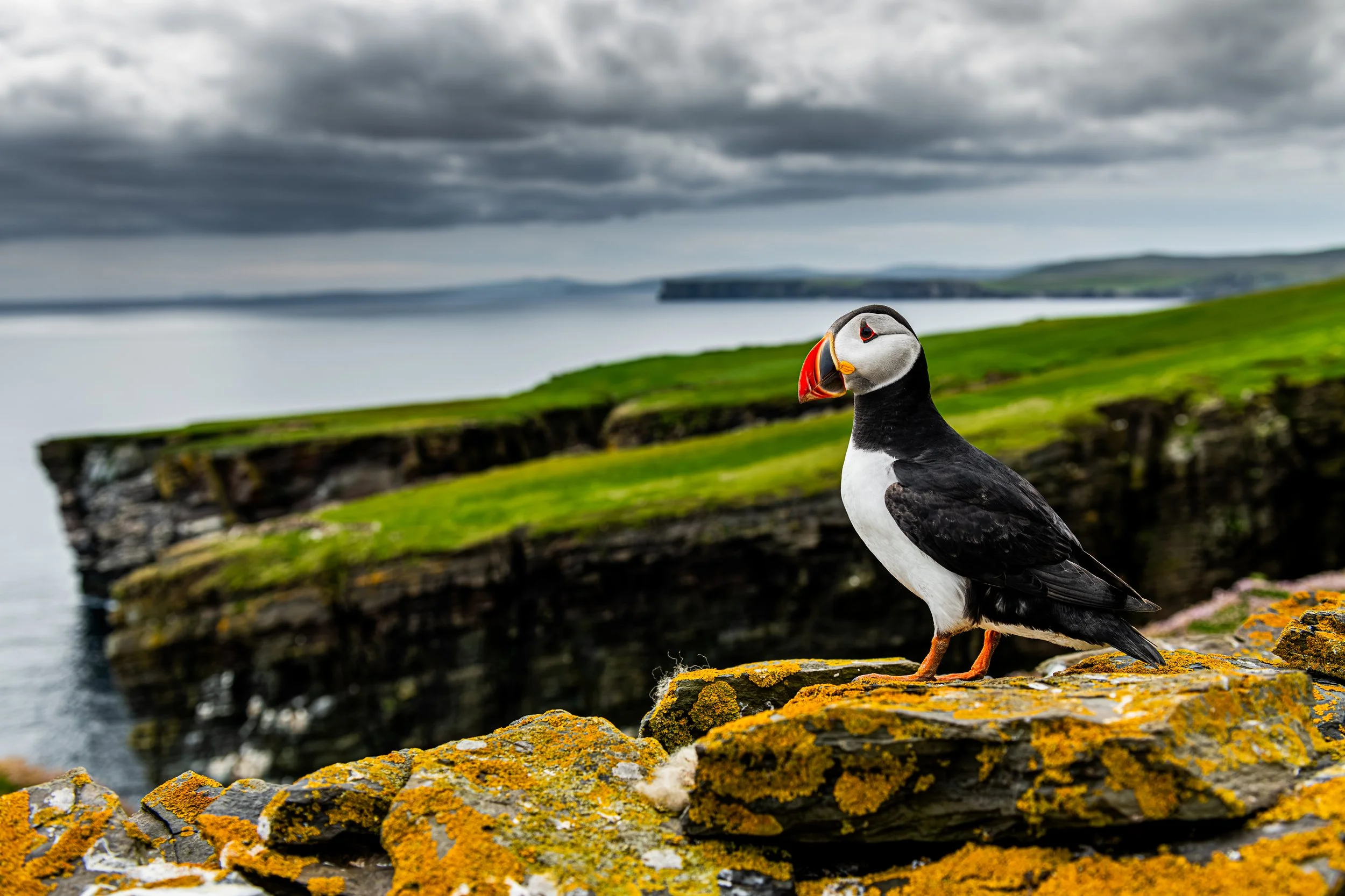 2026-Atlantic-Puffin-14.jpg