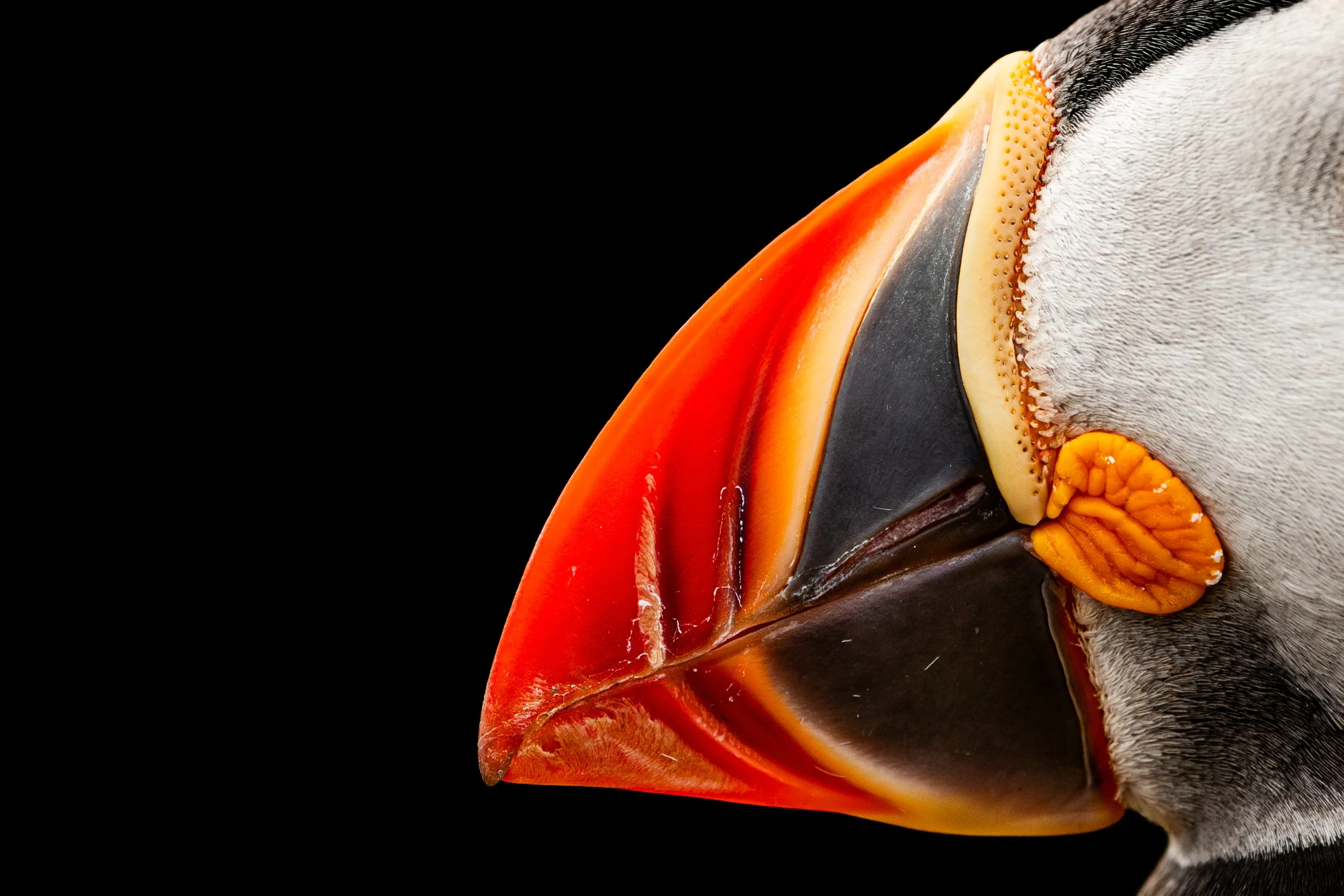 2025-Atlantic-Puffin-8.jpg