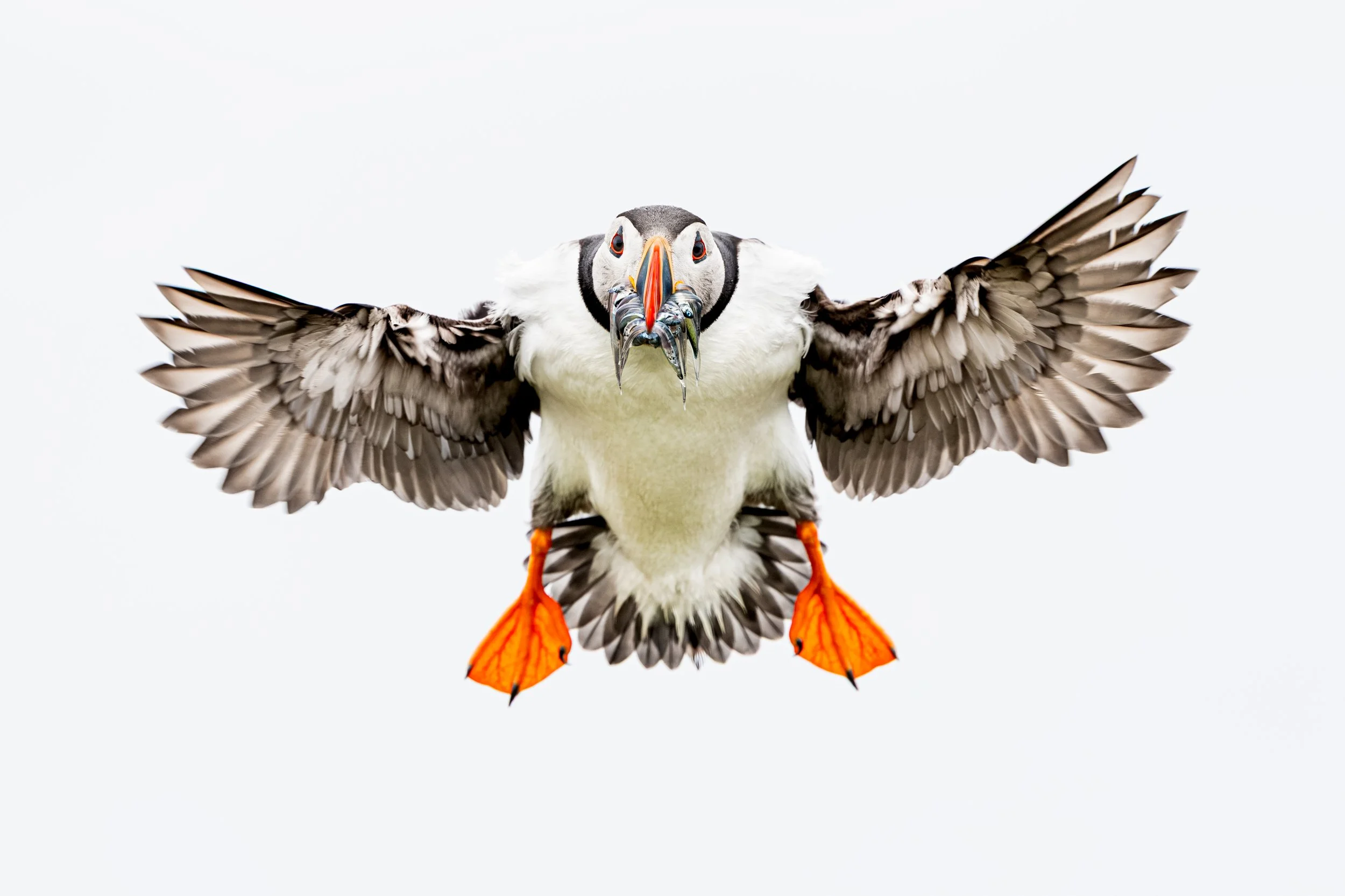 2026-Atlantic-Puffin-19.jpg