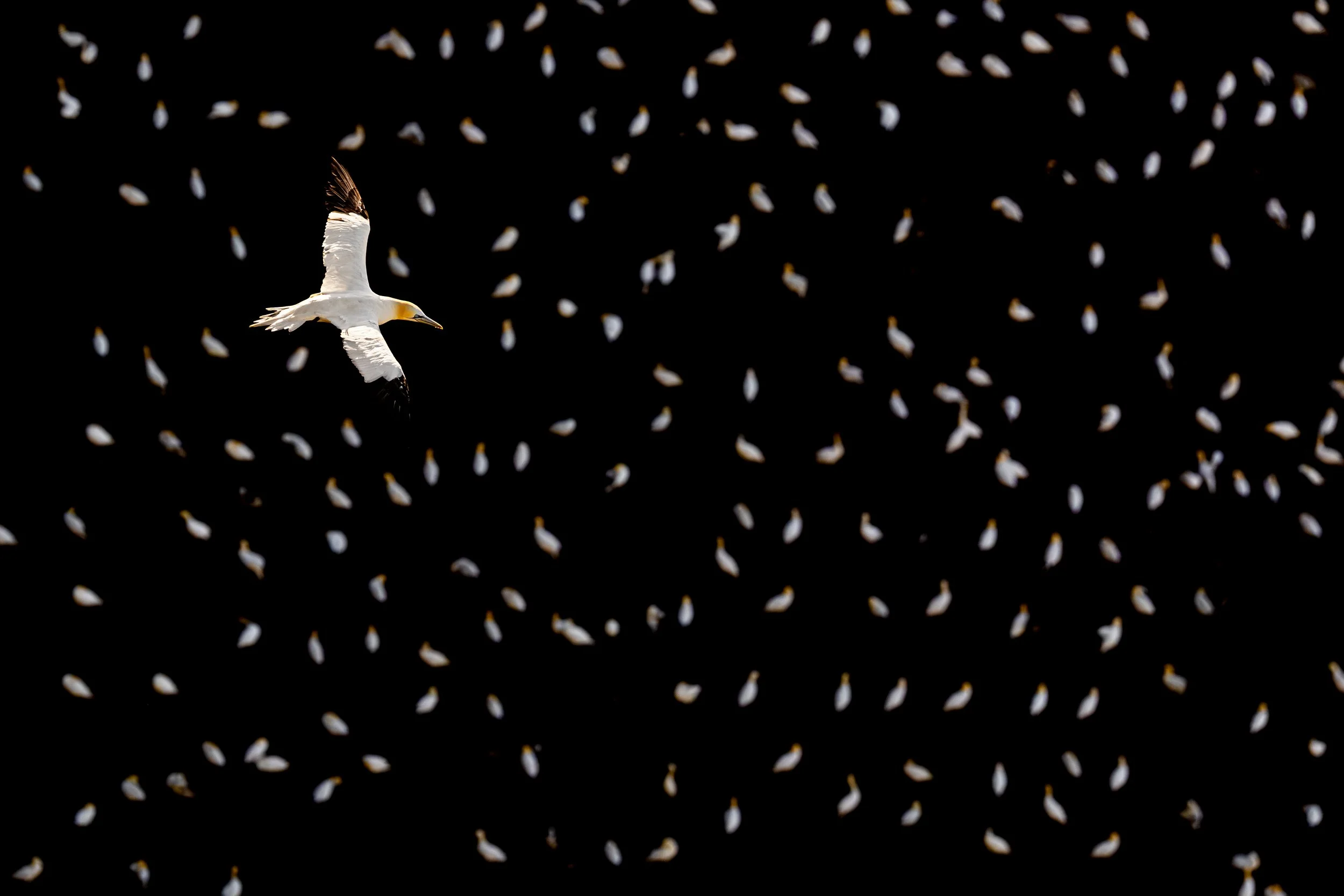 Northern Gannet, Hermaness NNR