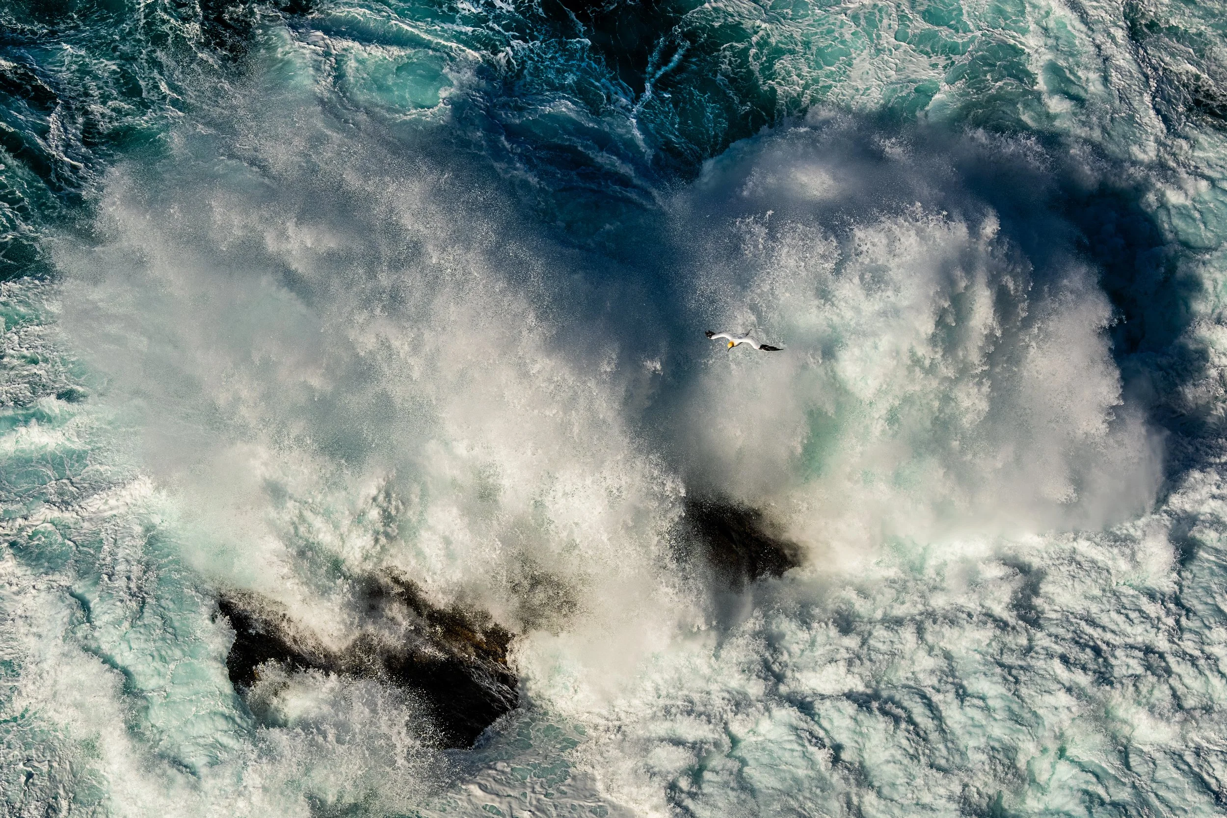 Northern Gannet, Hermaness NNR
