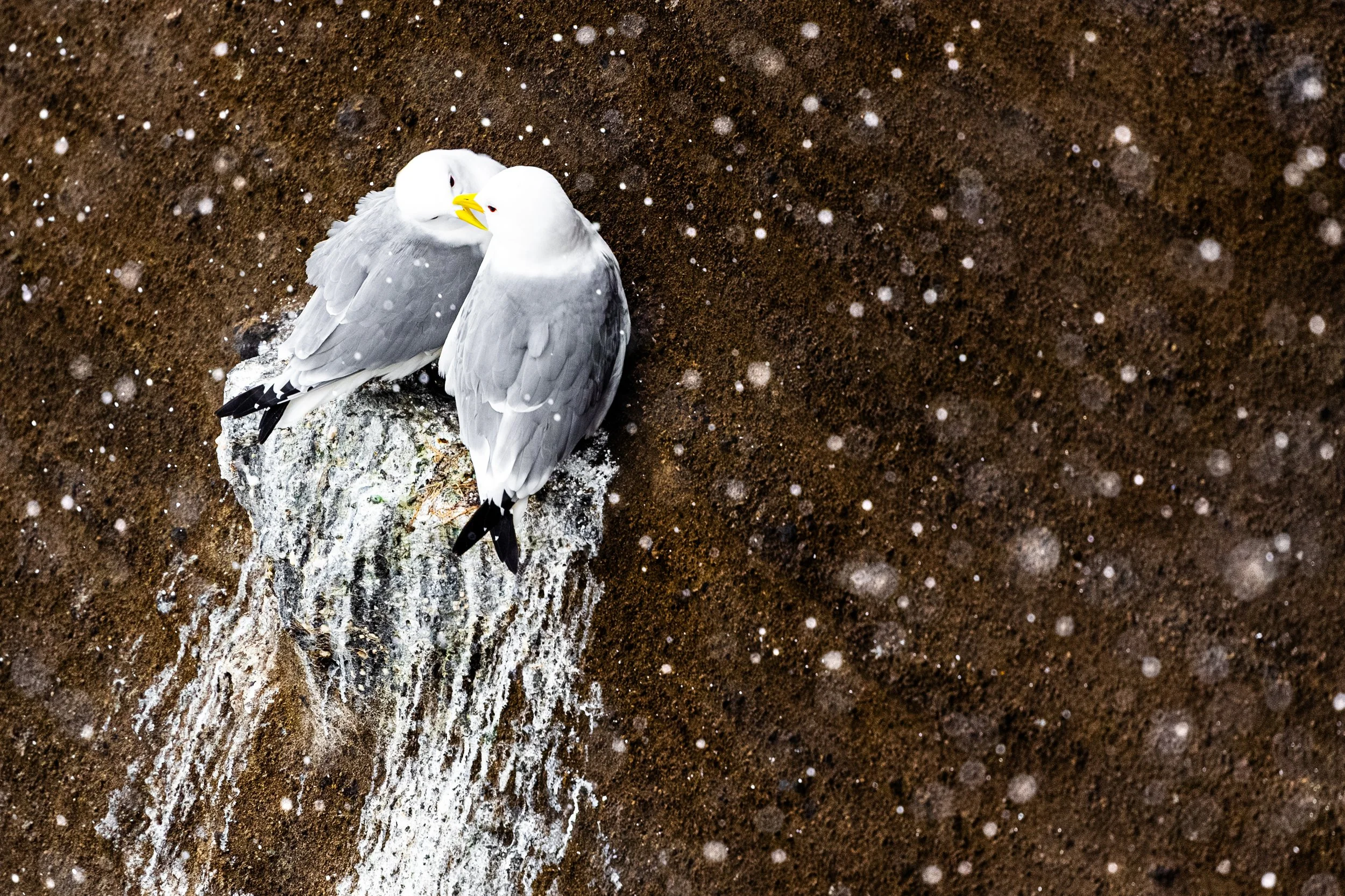 Two seagulls perched on a rock on a sandy beach, with white foam and wet sand in the foreground.