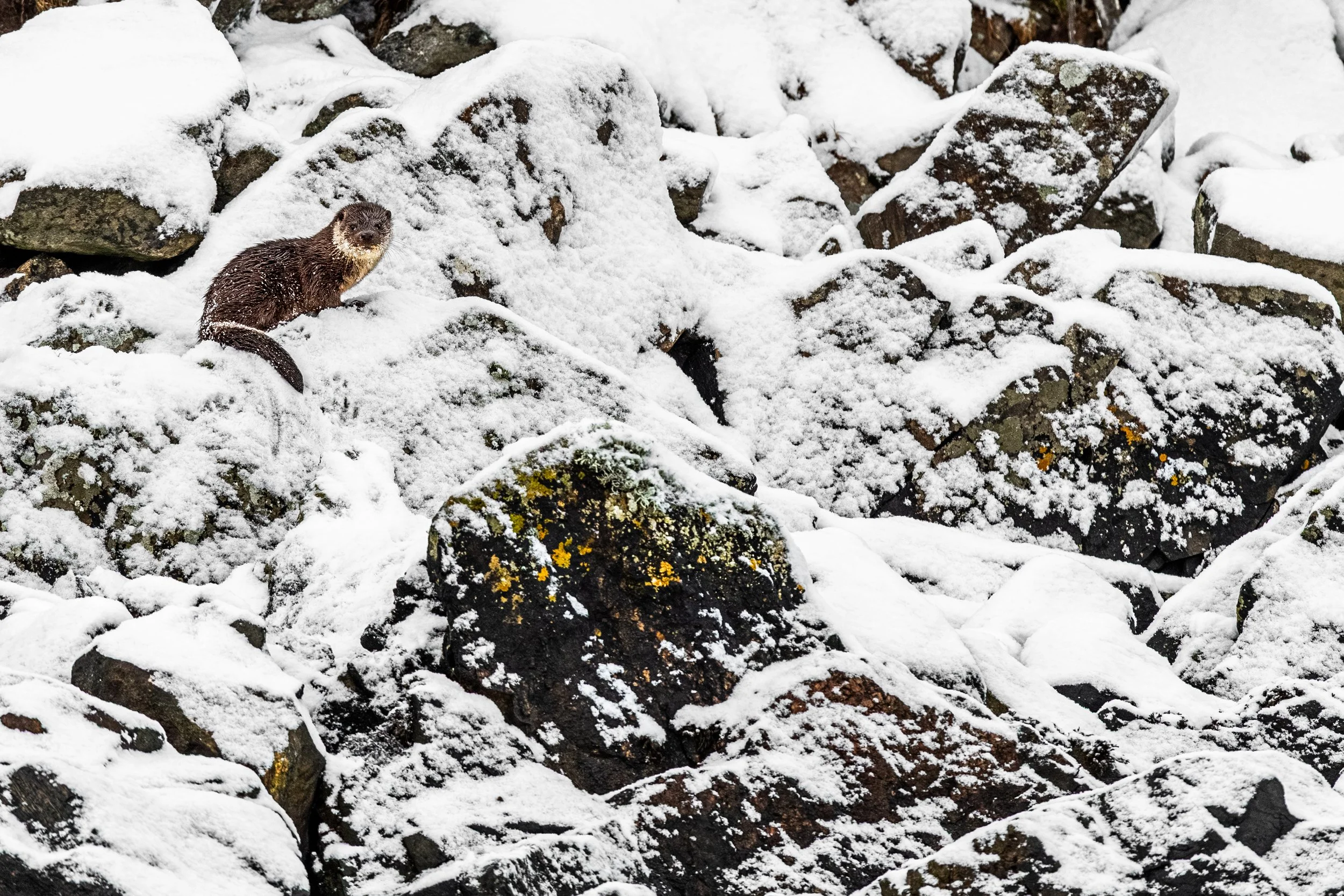 A brown otter sitting among snow-covered rocks.