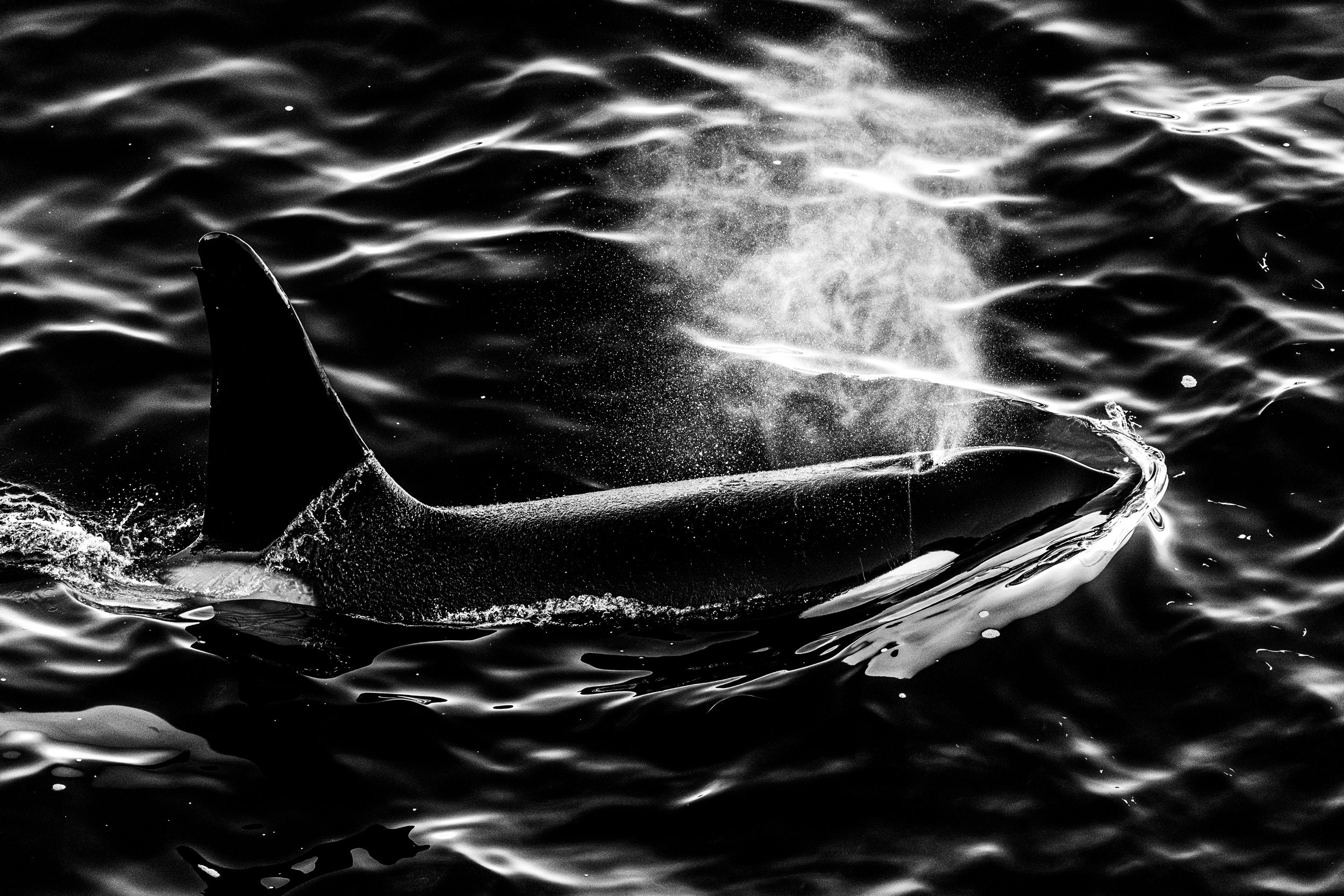 A whale's tail emerging from the dark ocean water, with water spray and ripples around it.
