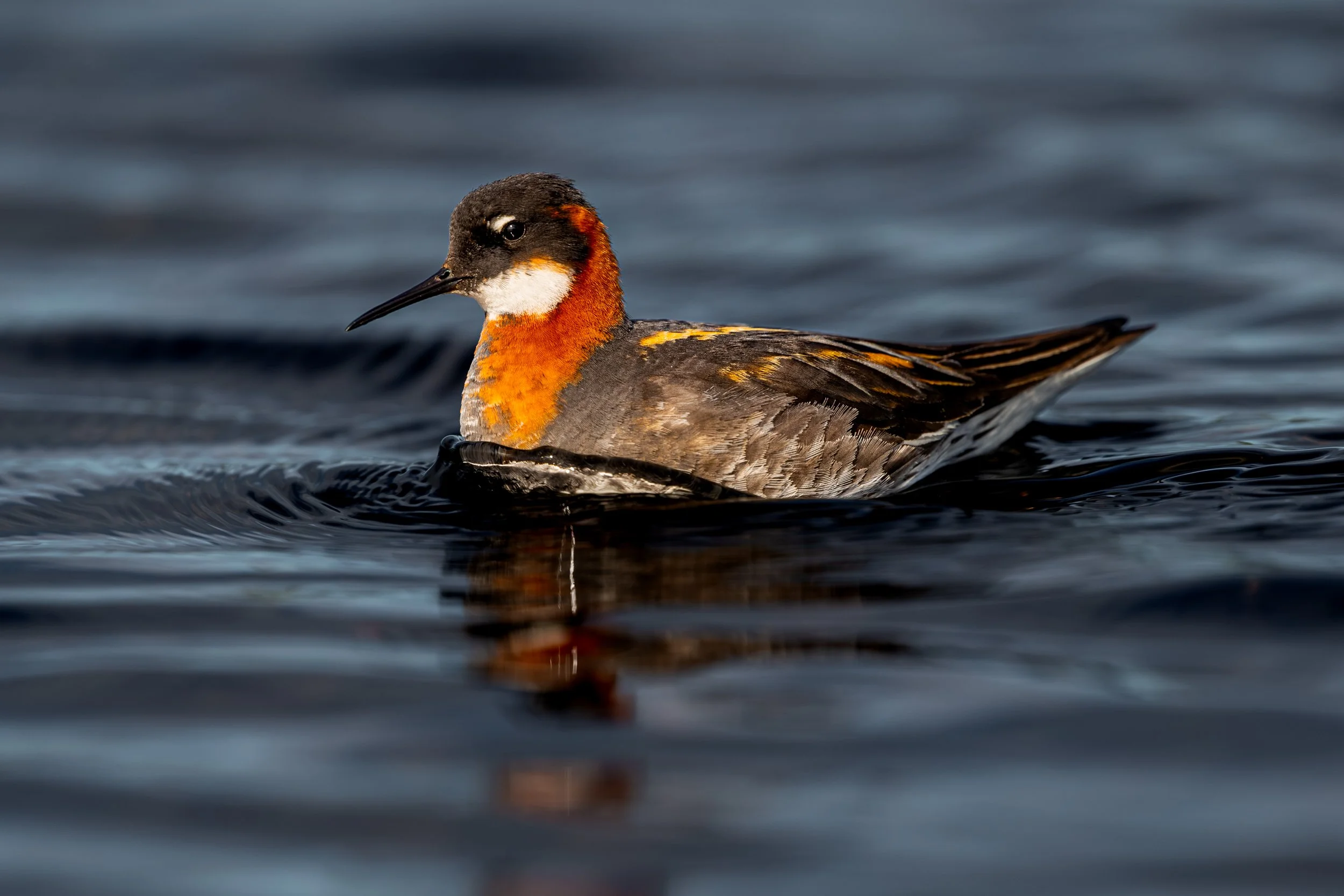 A colorful bird swimming in water