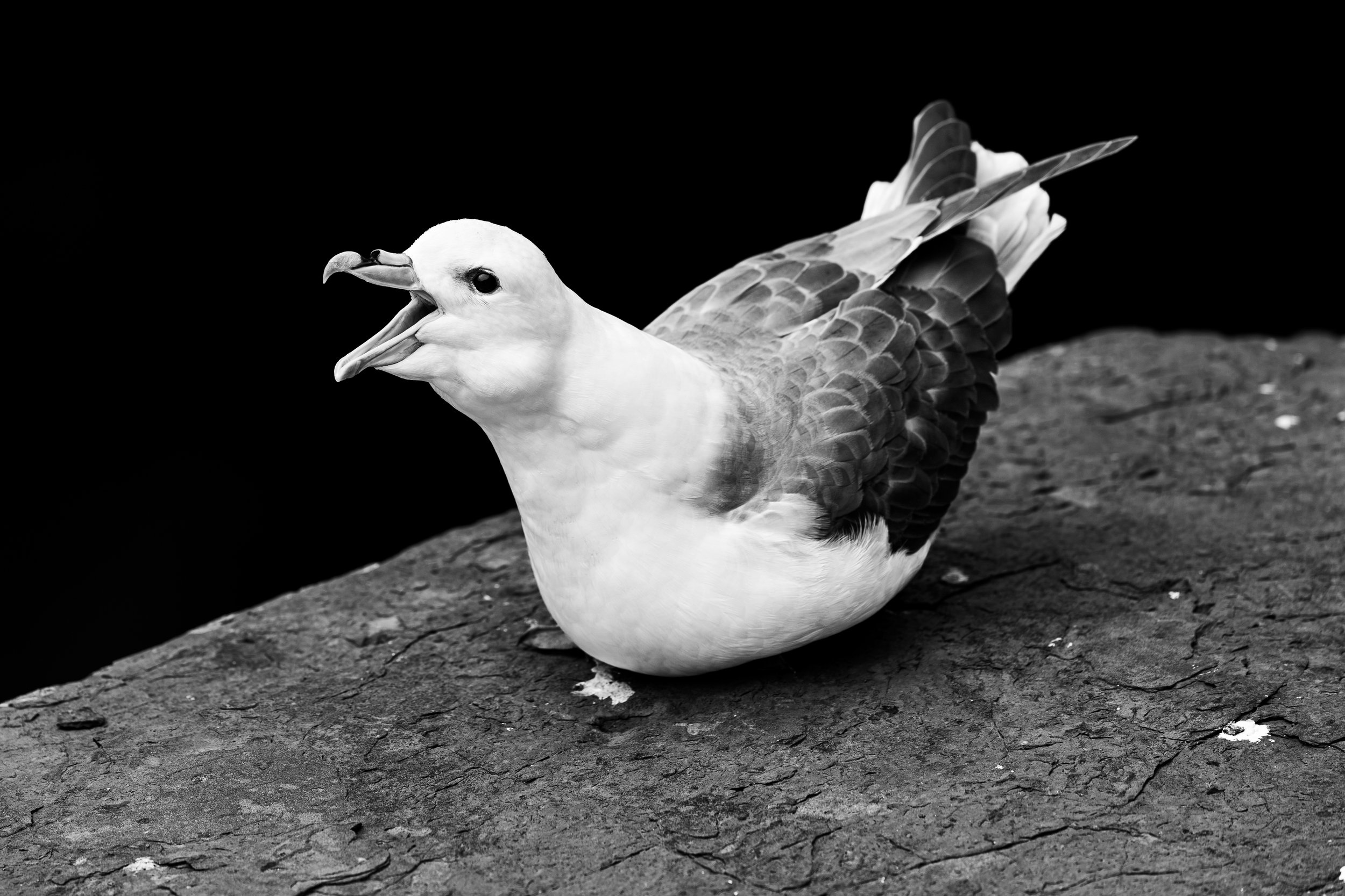 2026-Northern-Fulmar-4.jpg