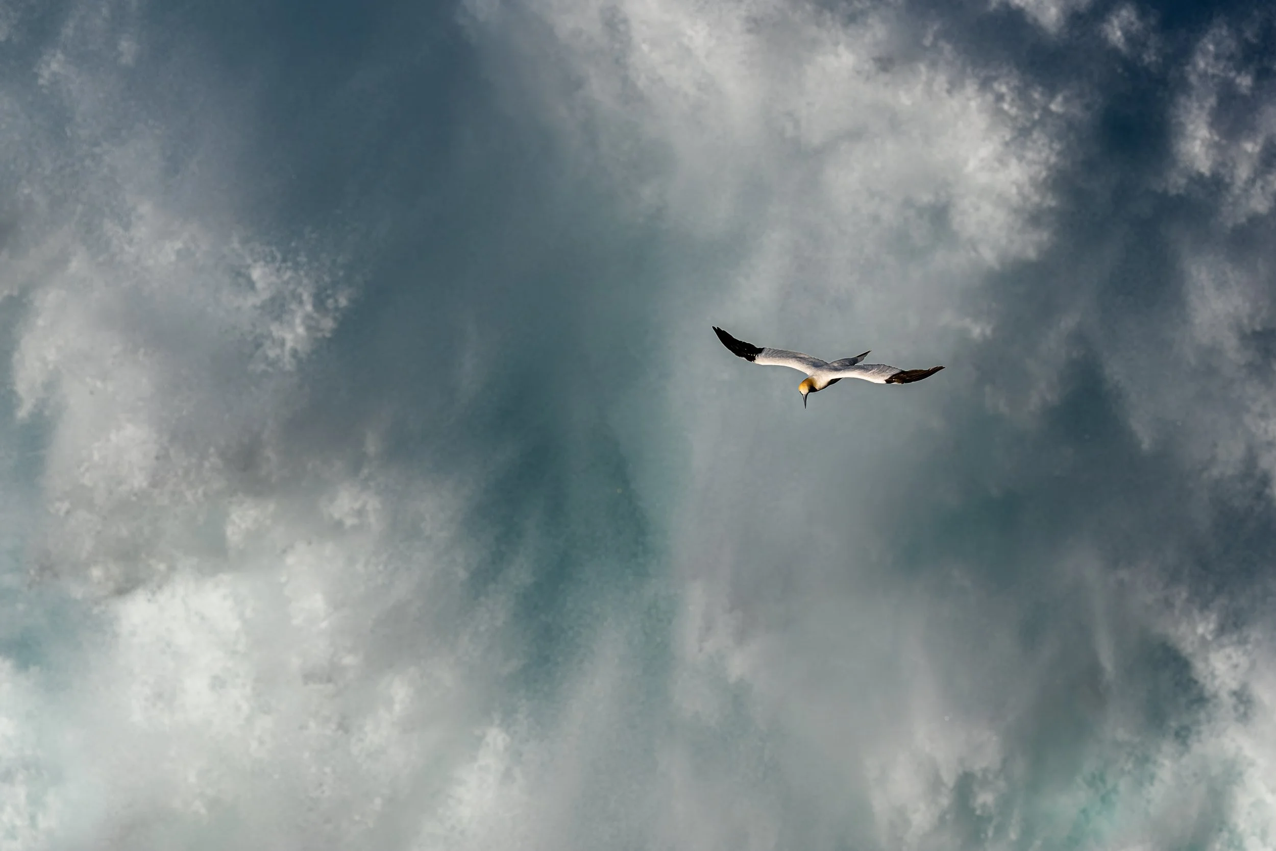 2026-Northen-Gannet-16.jpg