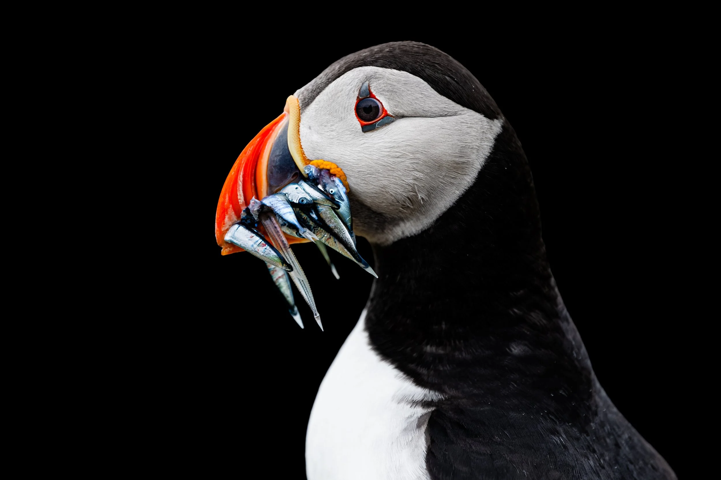 A puffin holding multiple fish in its beak against a black background.