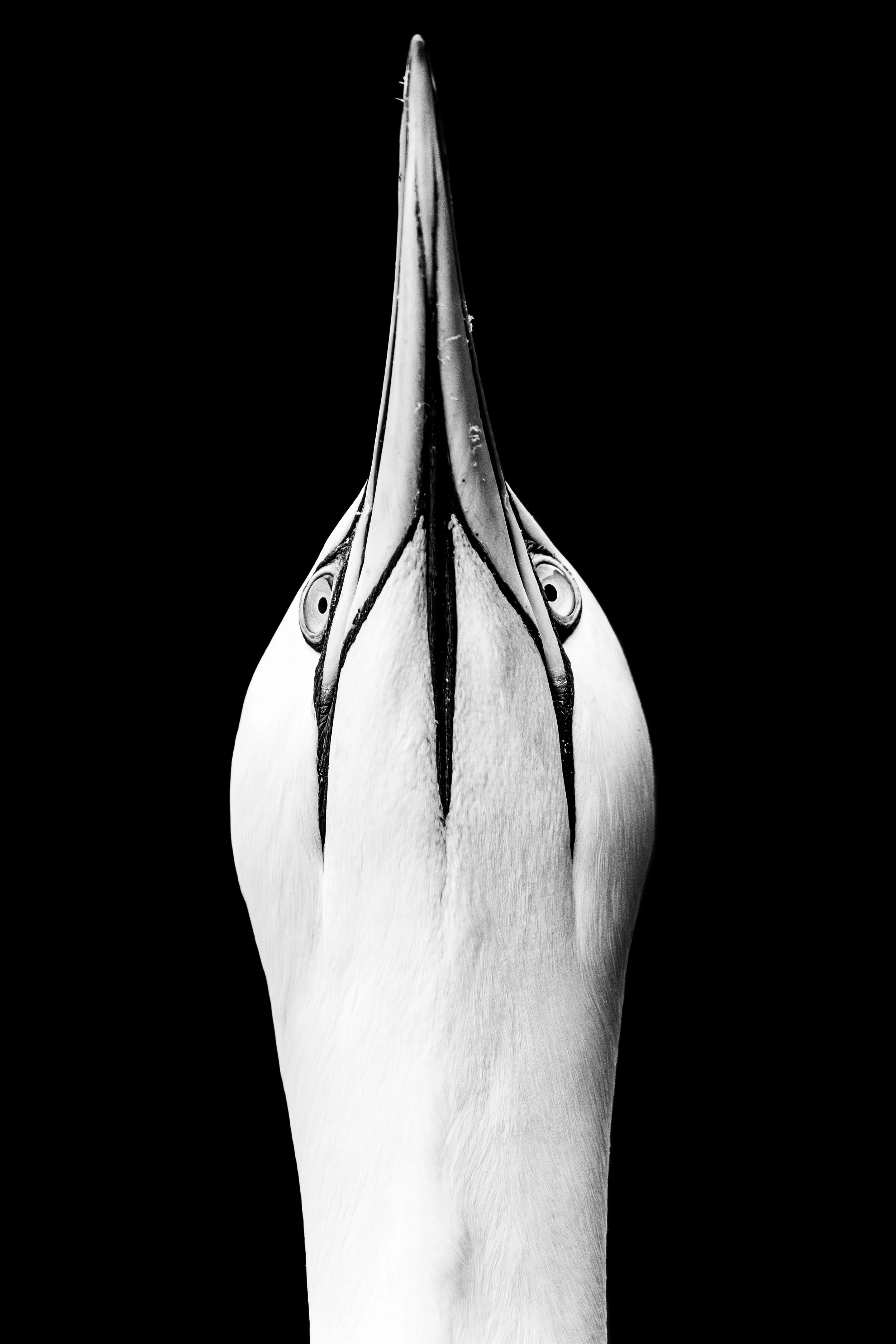 Close-up black-and-white portrait of a Northern Gannet photographed at Hermaness National Nature Reserve.