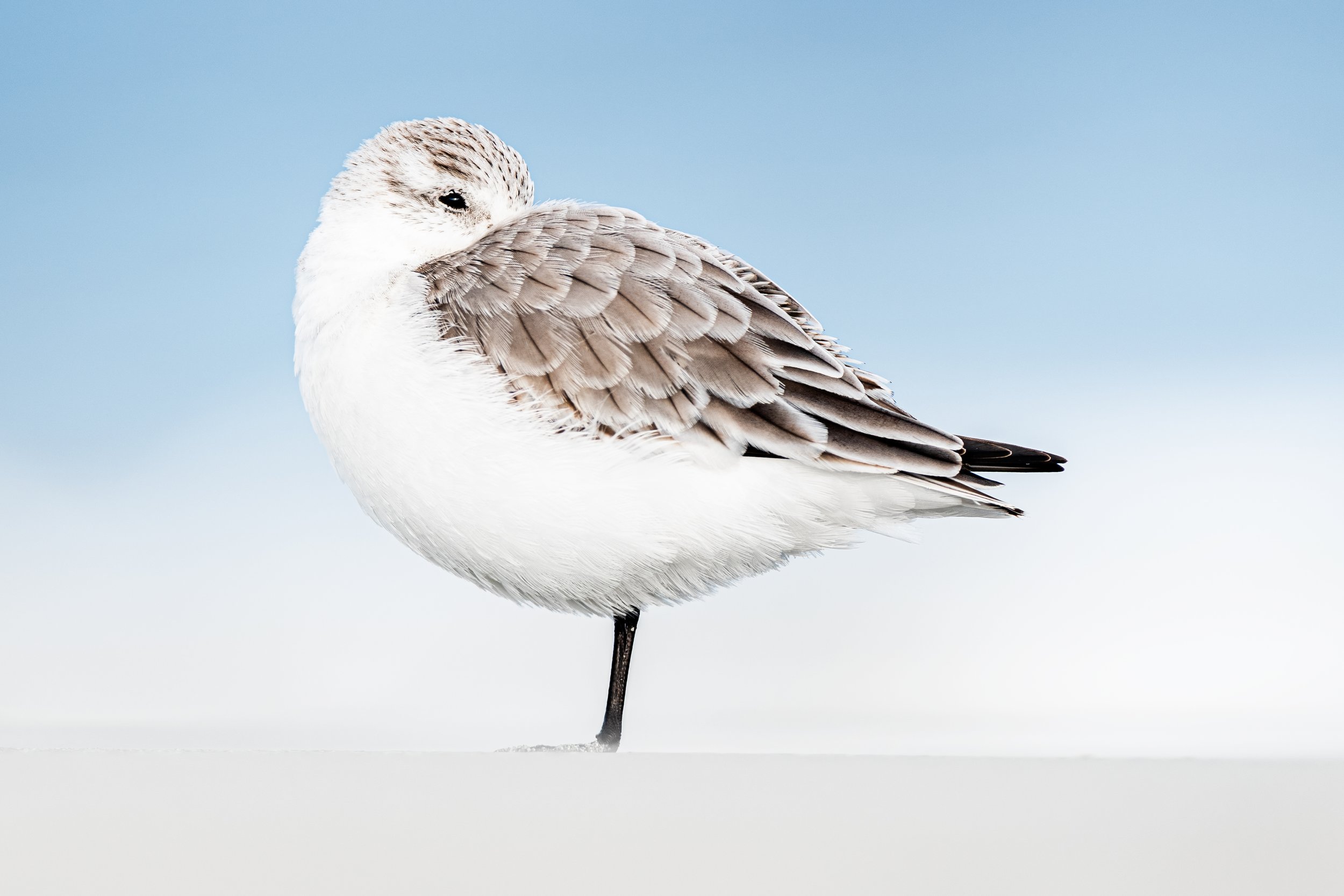 A bird with a white body and brown feathers on its wings standing on a snowy surface against a blue sky background.