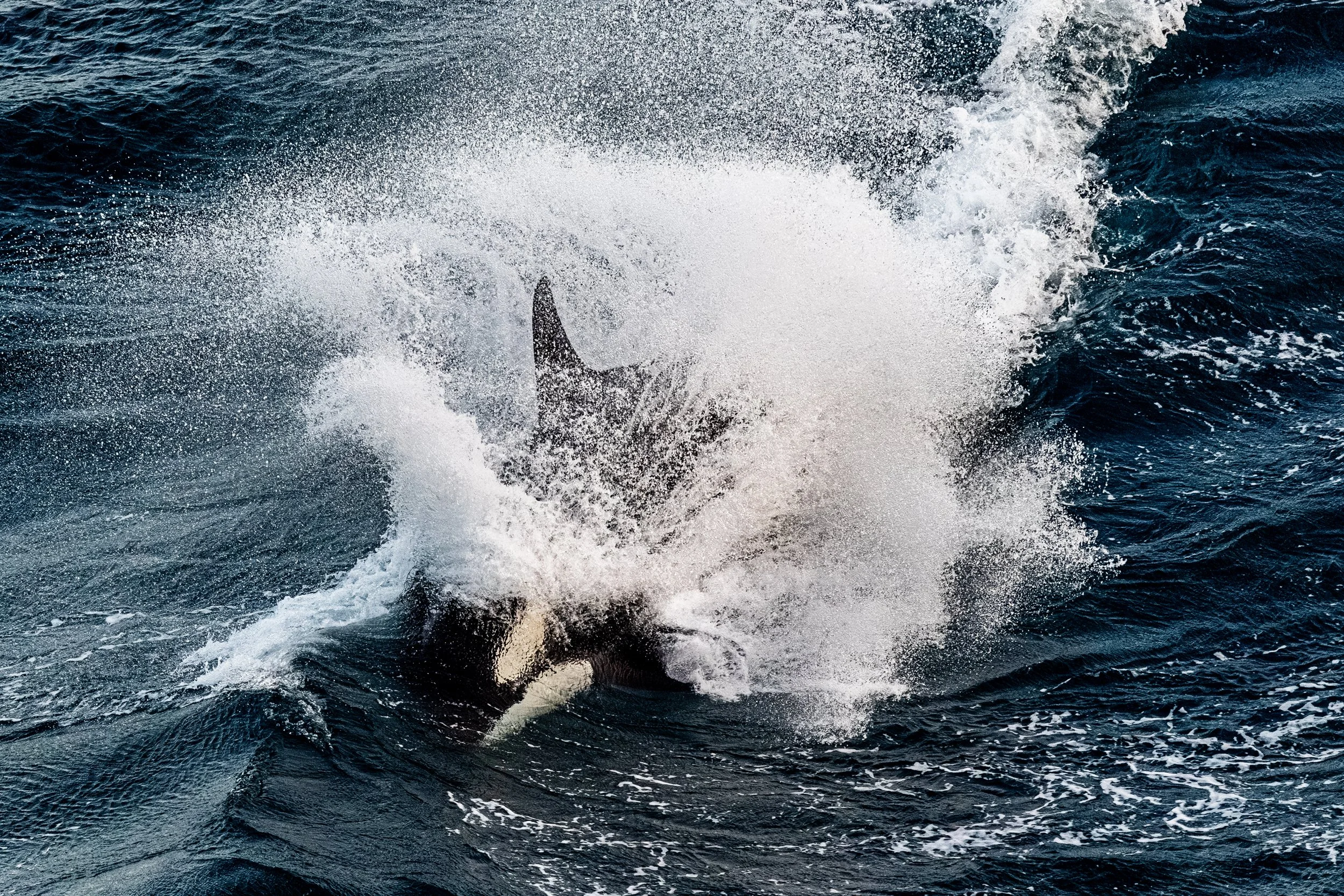 A shark fin protruding from the water's surface amidst ocean waves and splashes.