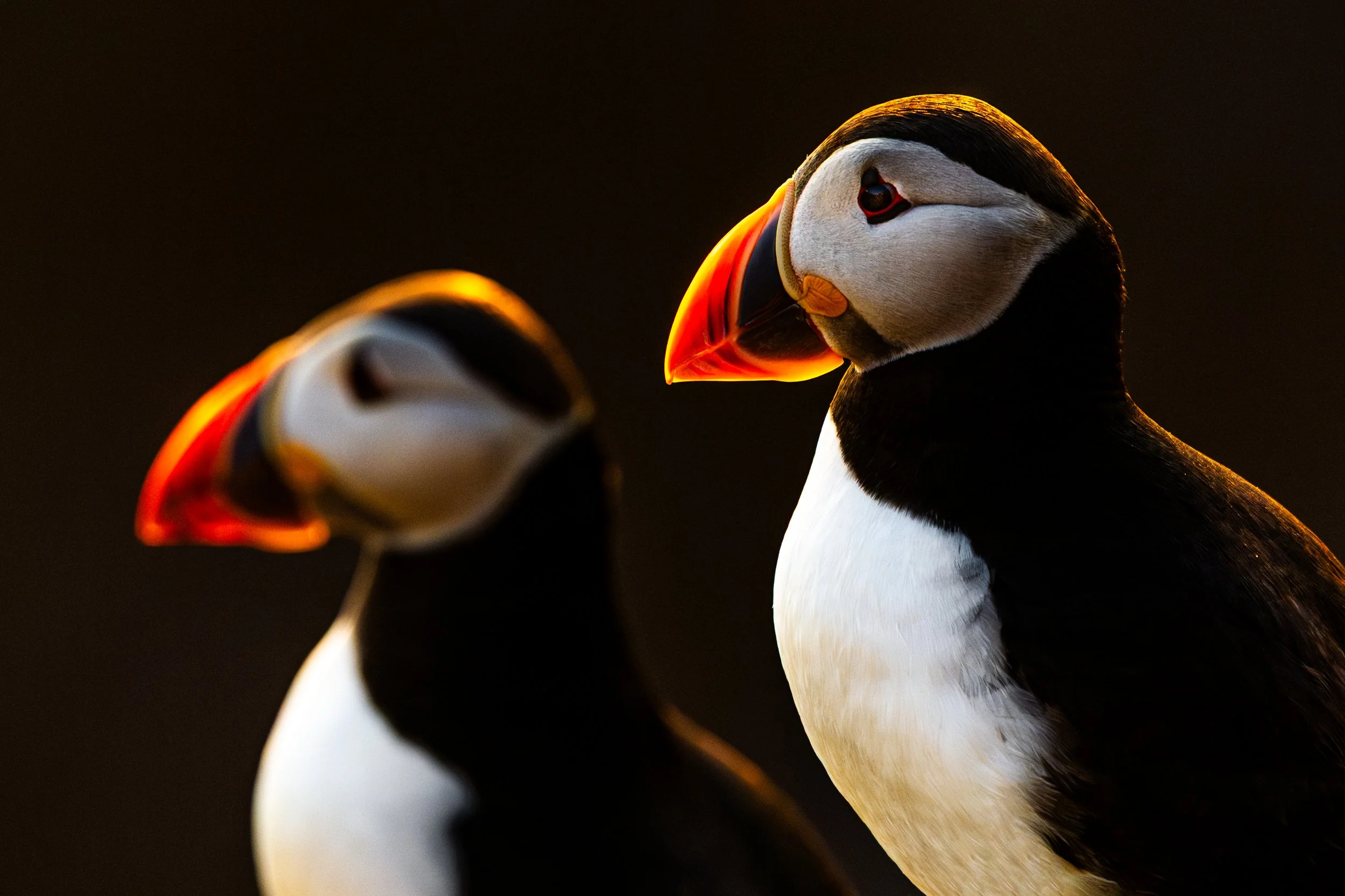 Two puffins with black, white, and orange beaks on a dark background.