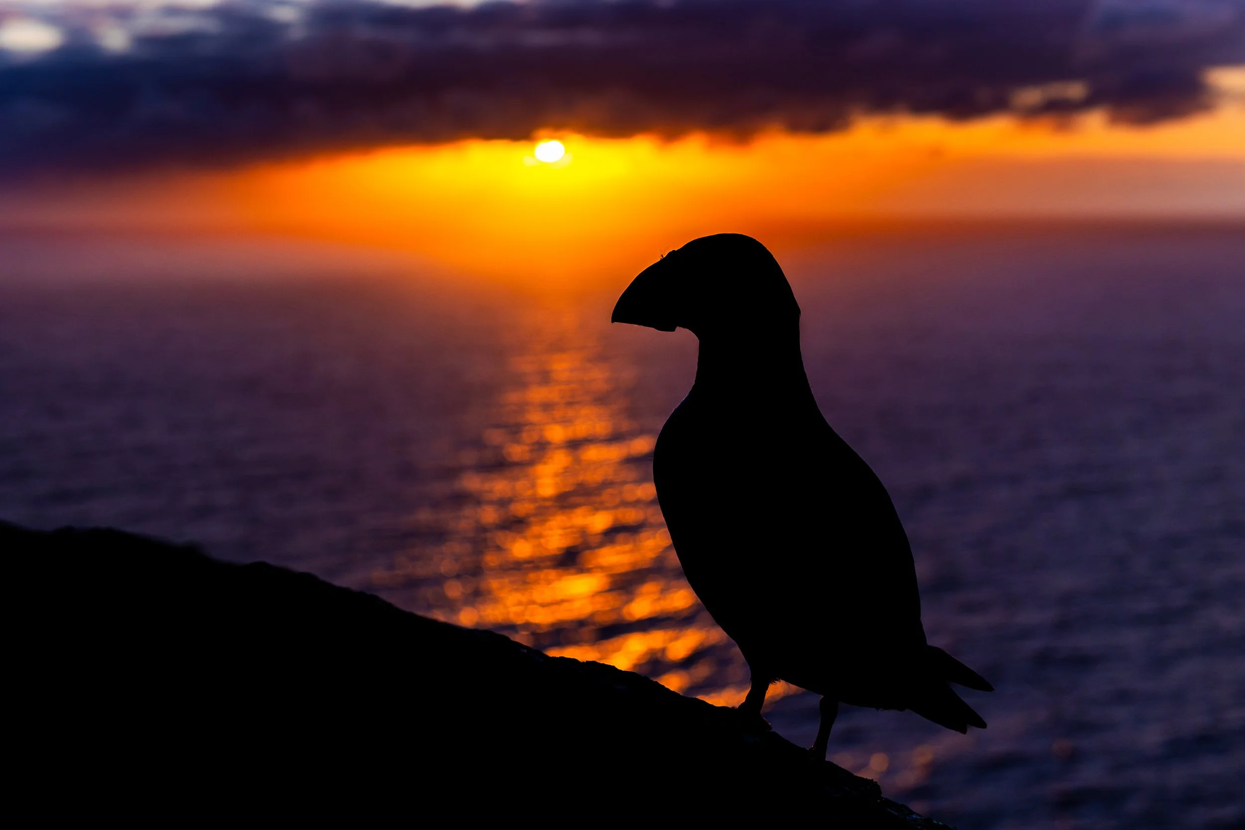 2025-Atlantic-Puffin-9.jpg