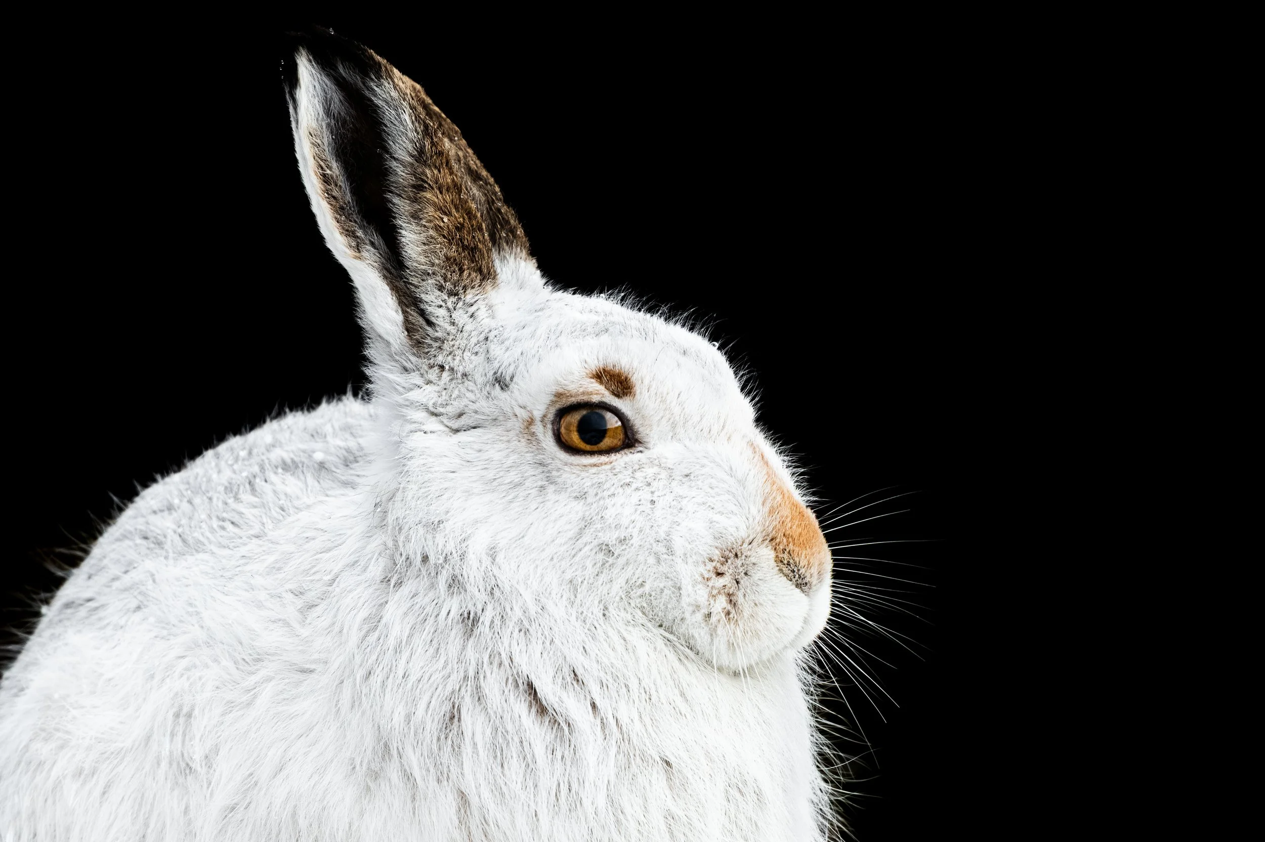 Close-up of a white and brown animal, possibly a llama or alpaca, with one ear visible against a black background.