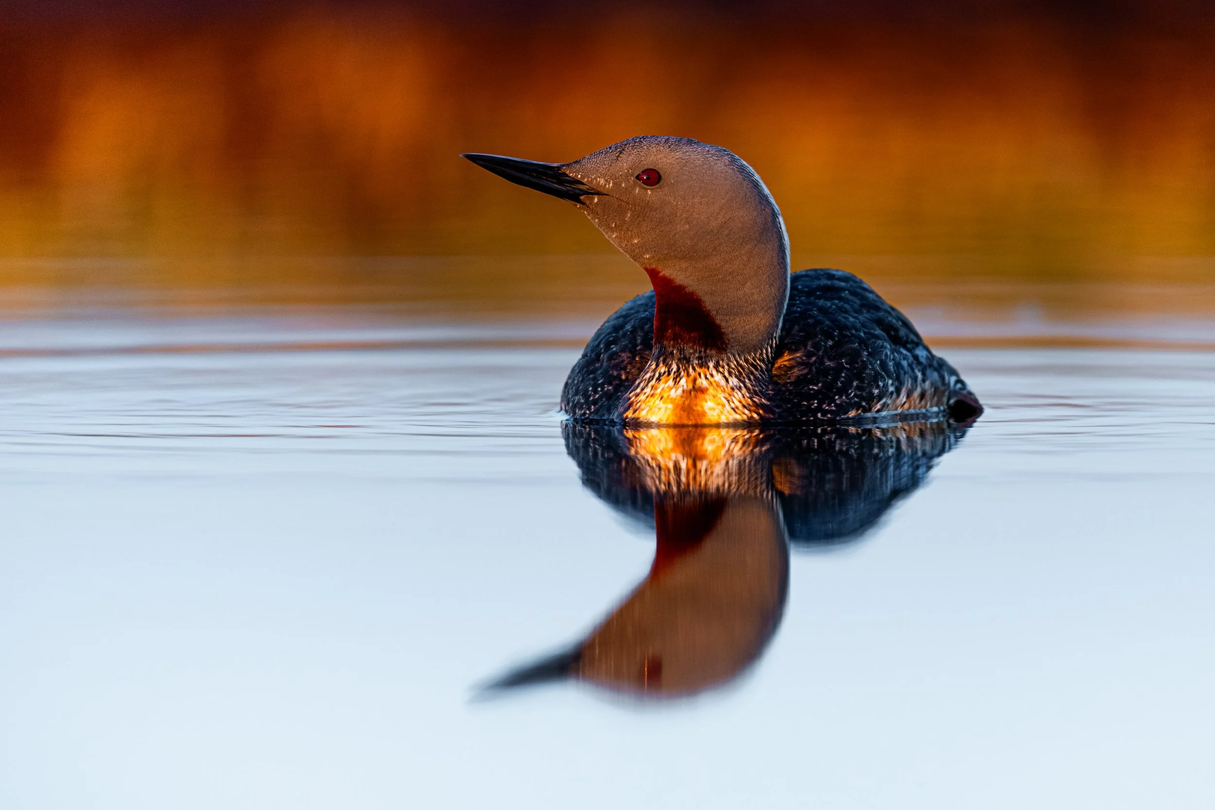 A close-up of a red-throated loon swimming on calm water during sunset, with its reflection visible on the water's surface.