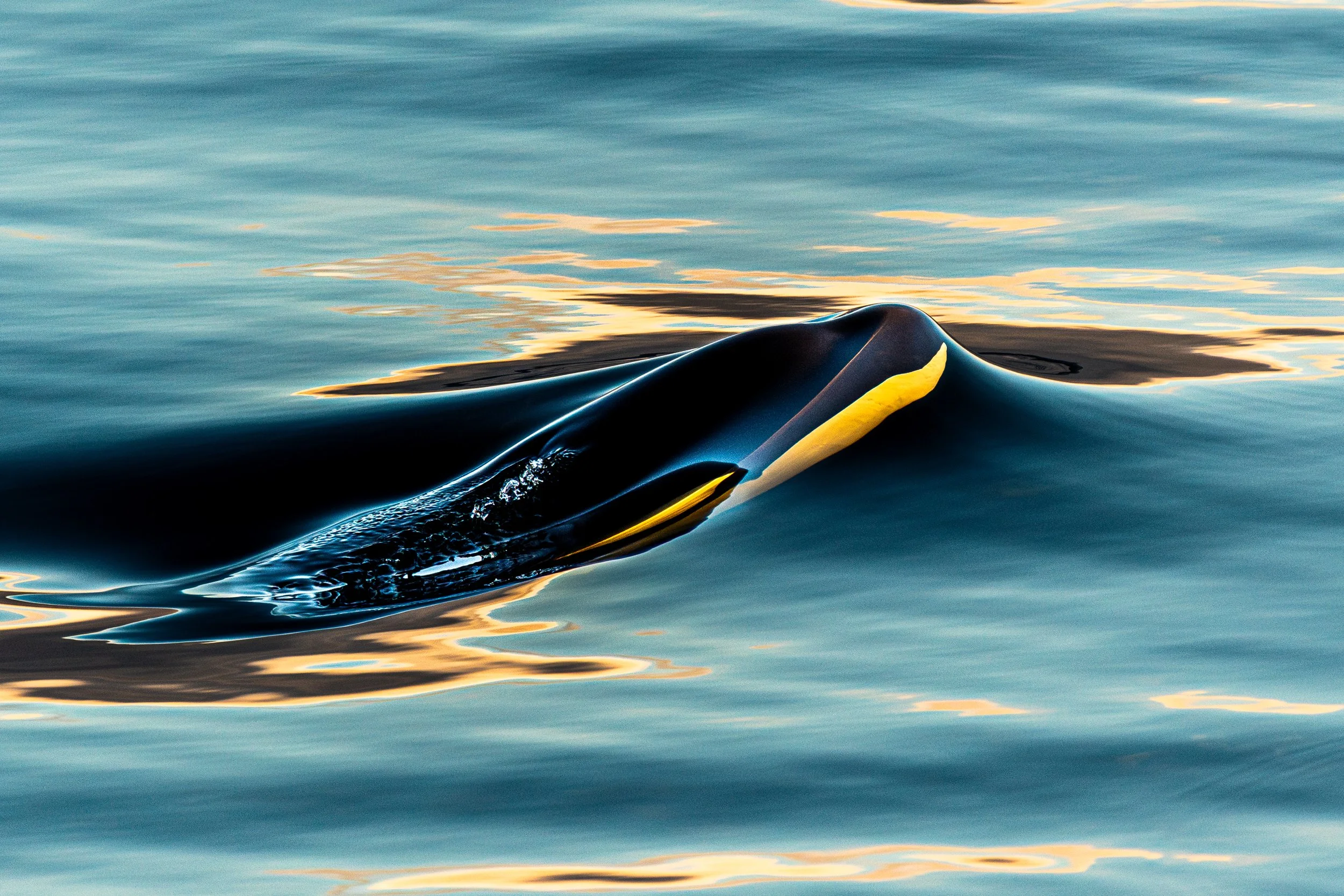 A close-up of a whale's back breaking the water's surface at sunset.
